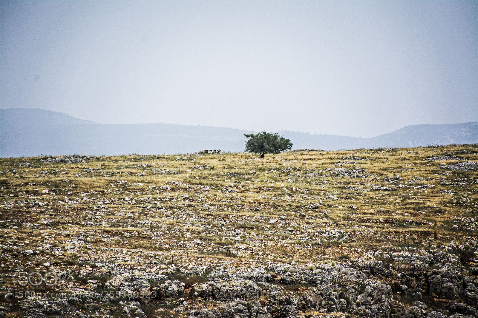 Nikon D7100 sample photo. Lonely..... photography