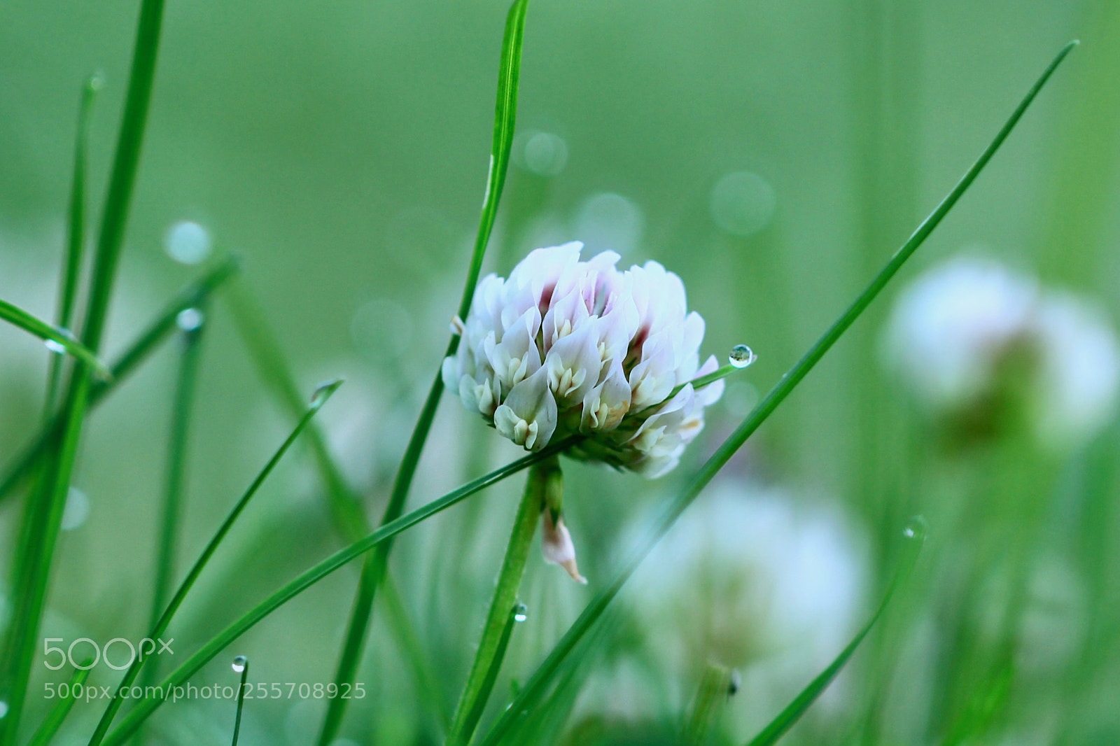 Canon EOS 700D (EOS Rebel T5i / EOS Kiss X7i) sample photo. A dew drop earring... photography