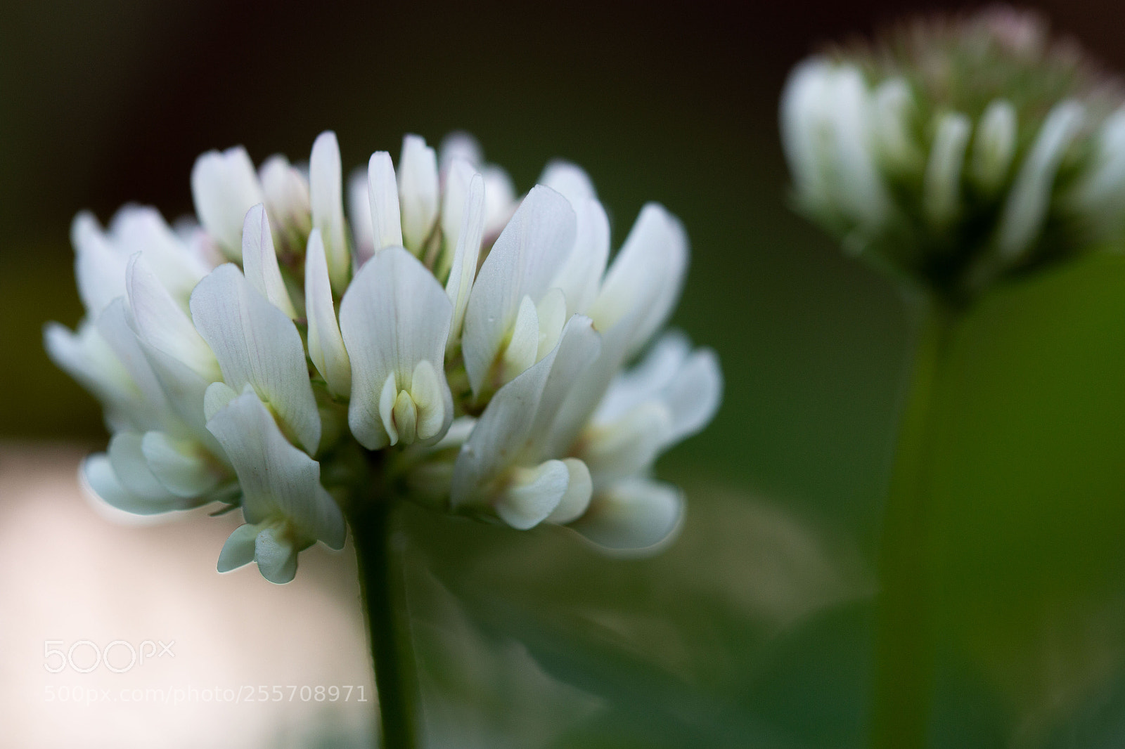 Canon EOS 70D sample photo. Untitled photography