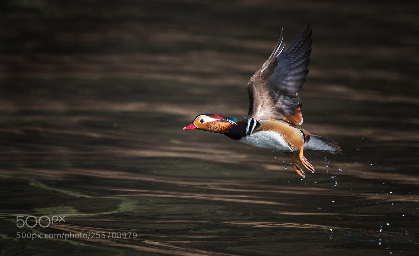 Nikon D500 sample photo. Mandarin duck... photography