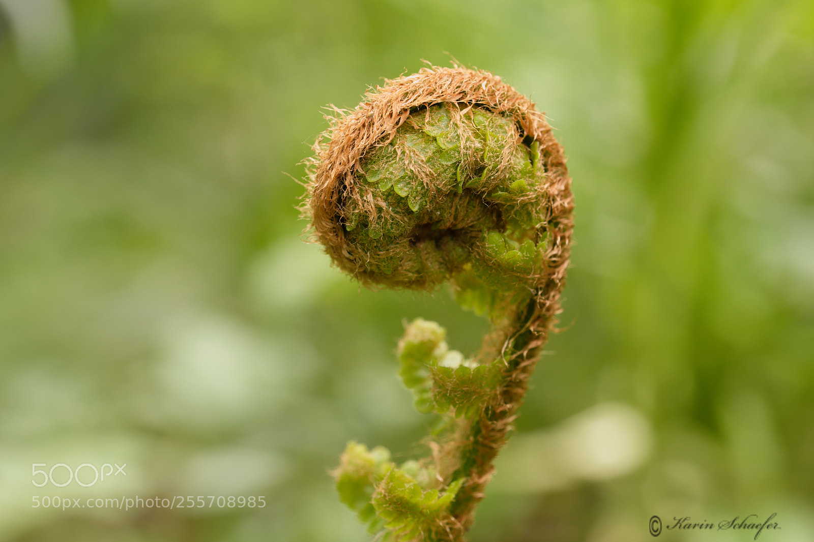 Fujifilm X-T2 sample photo. Zeichen des frühlings photography