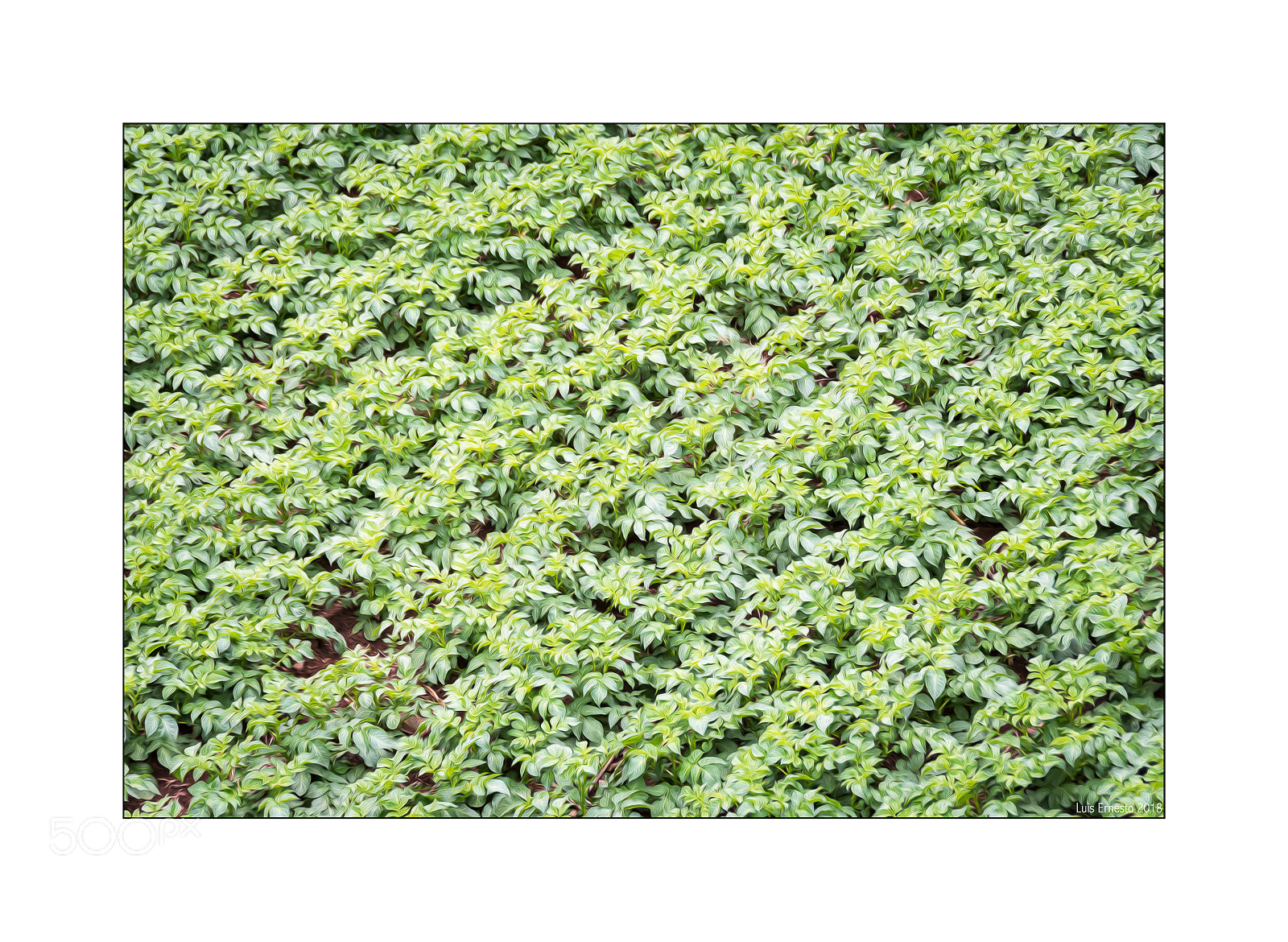 Nikon D7200 sample photo. Cercado de papas photography