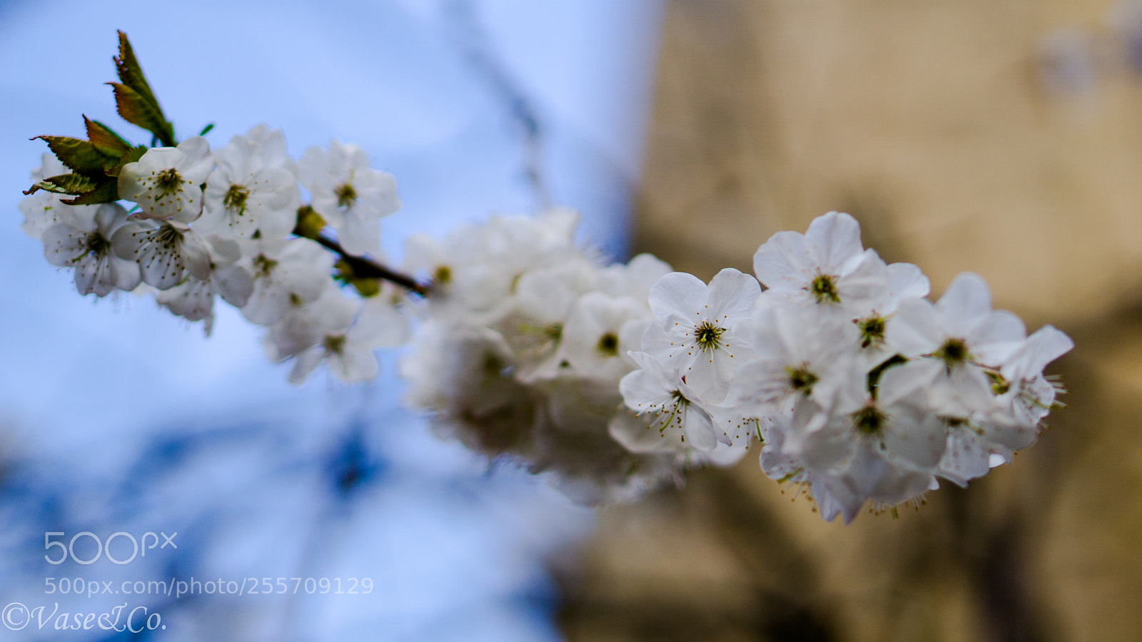 Sony a6000 sample photo. Cherry tree photography