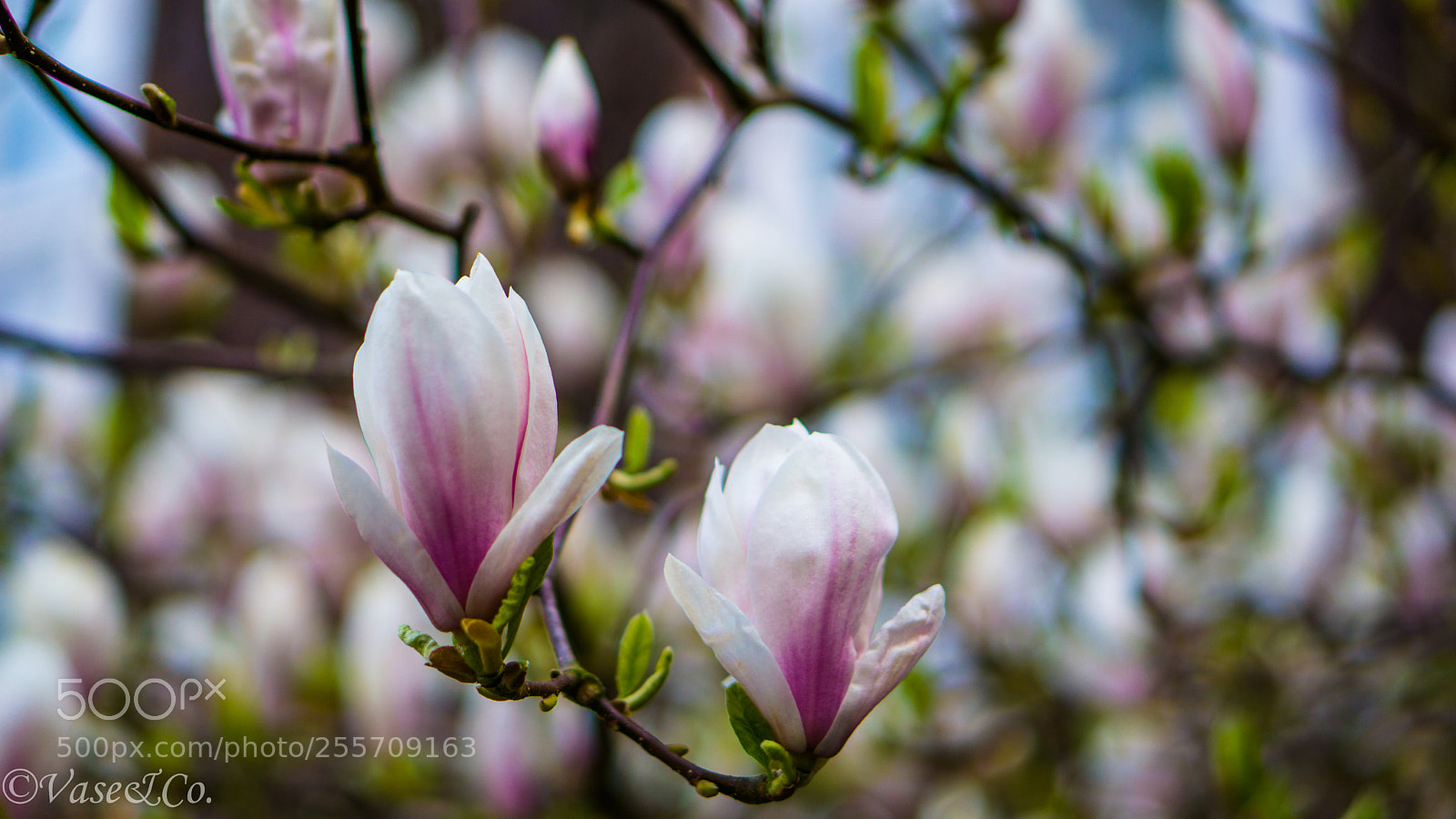 Sony a6000 sample photo. Flowers in the spring photography