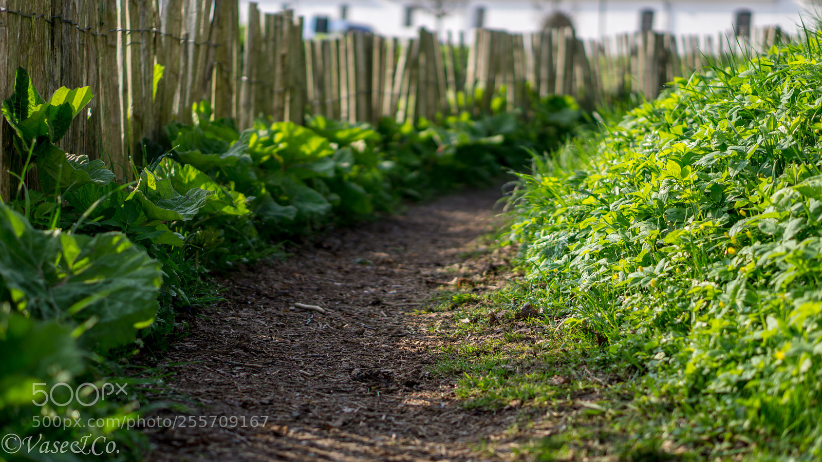 Sony a6000 sample photo. Little path towards infinity photography
