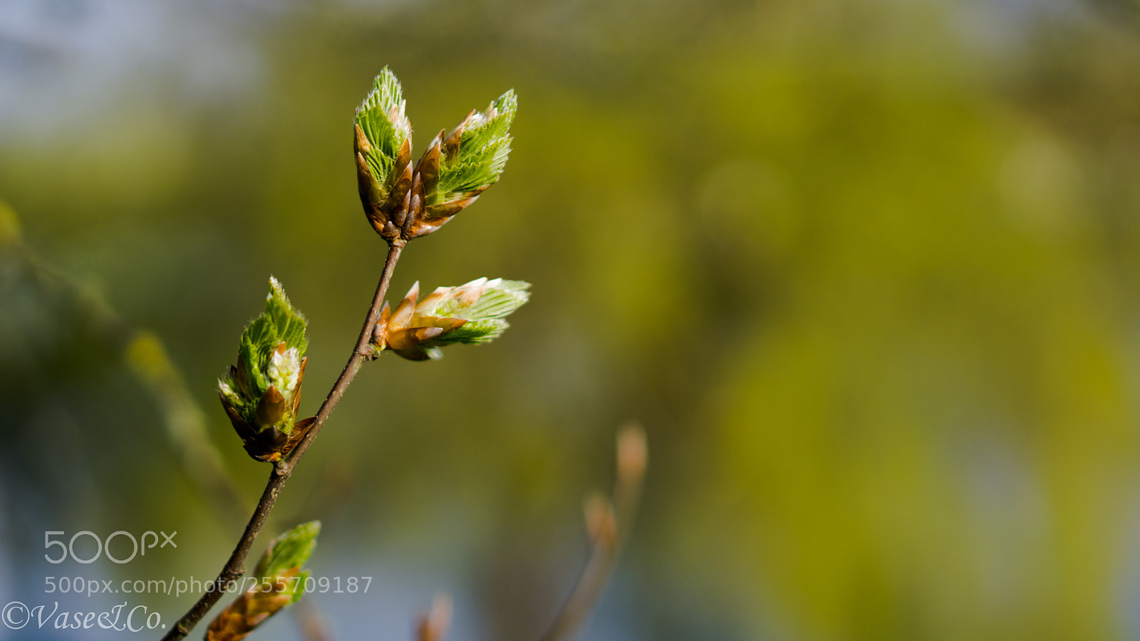 Sony a6000 sample photo. Spring is here photography