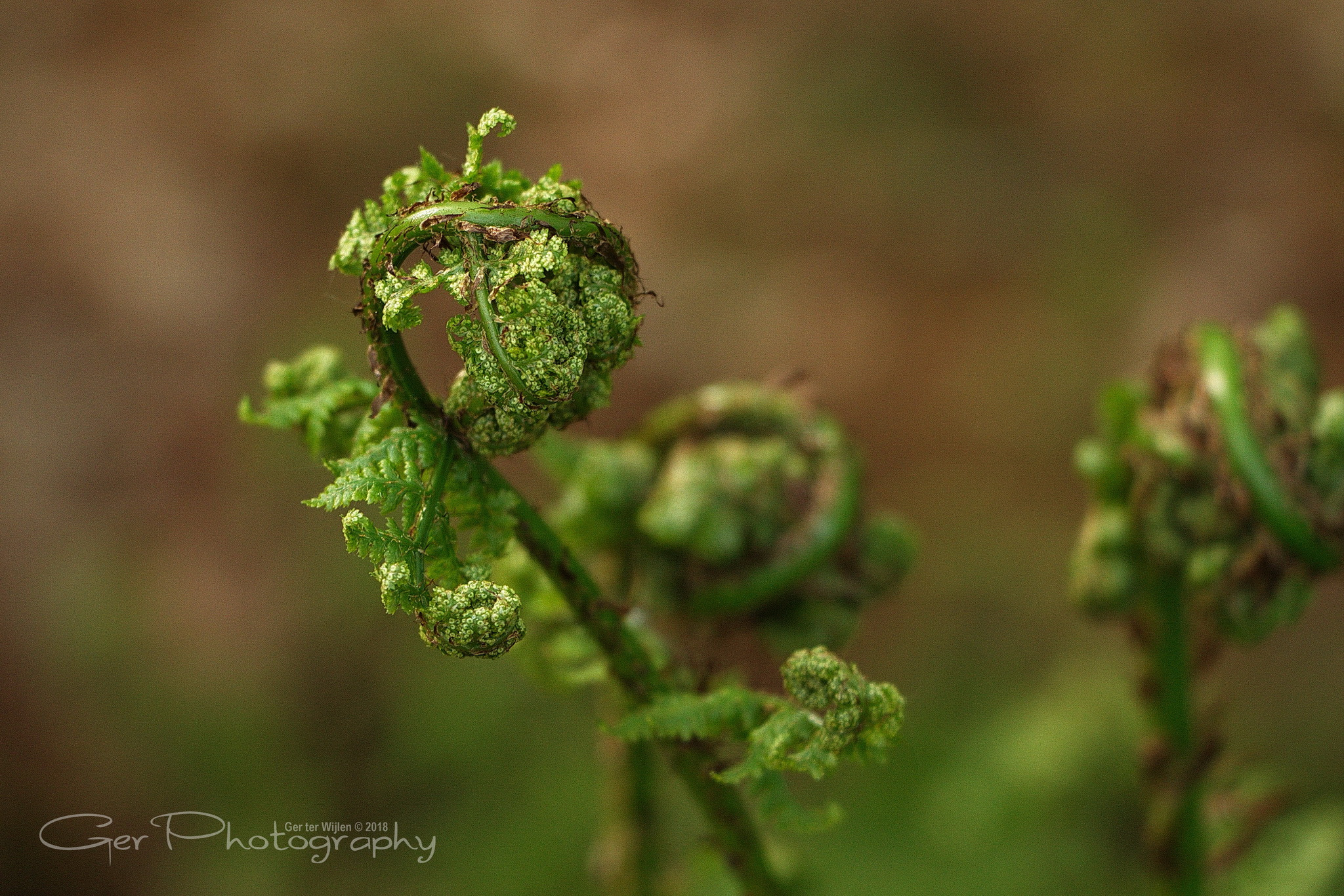 Canon EOS 7D + Canon EF-S 18-135mm F3.5-5.6 IS STM sample photo. Fern photography