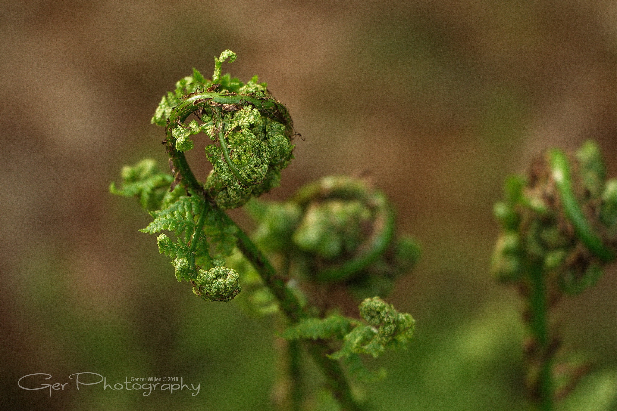 Canon EOS 7D sample photo. Fern photography