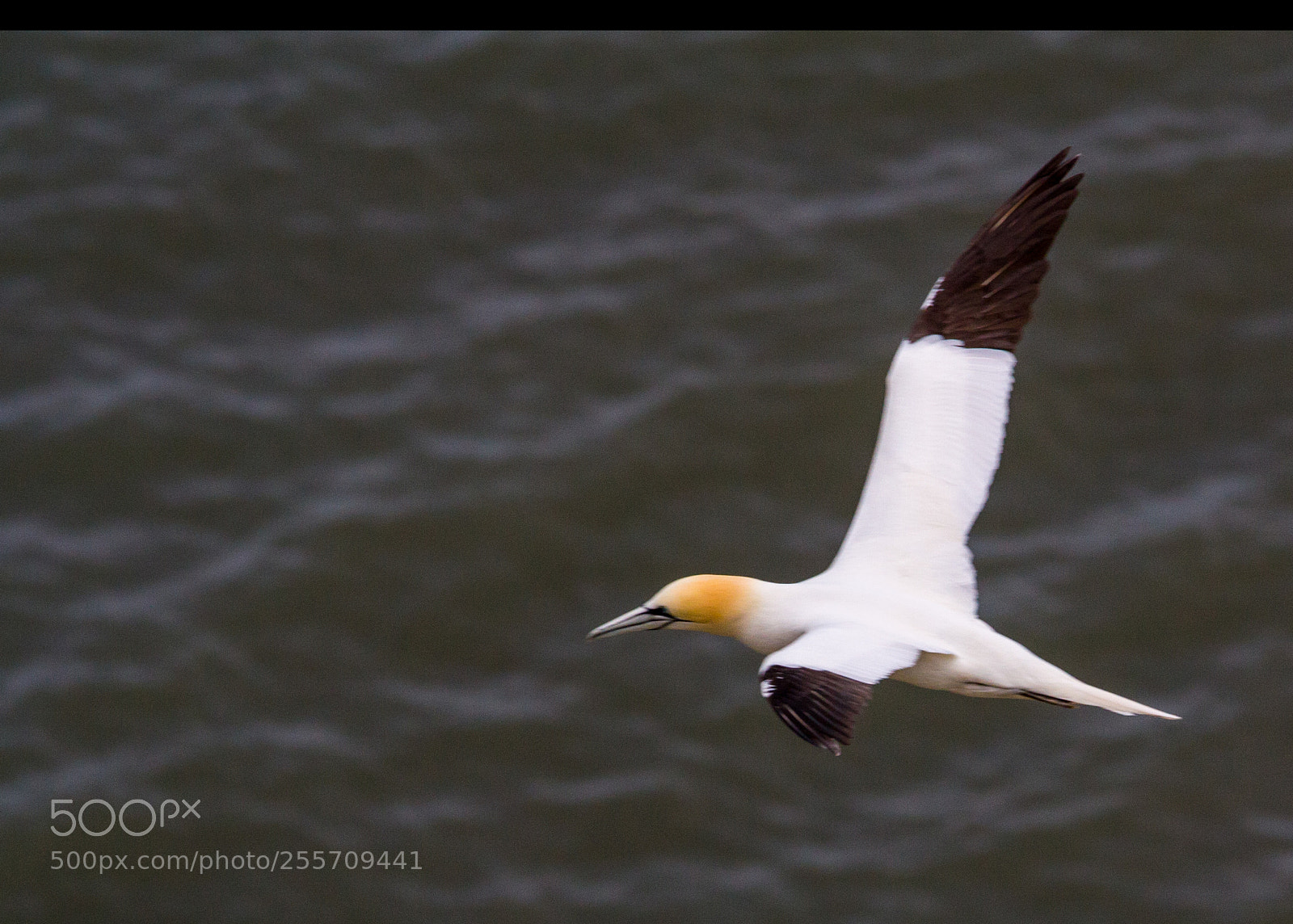 Canon EOS 450D (EOS Rebel XSi / EOS Kiss X2) sample photo. Gannet 1 photography