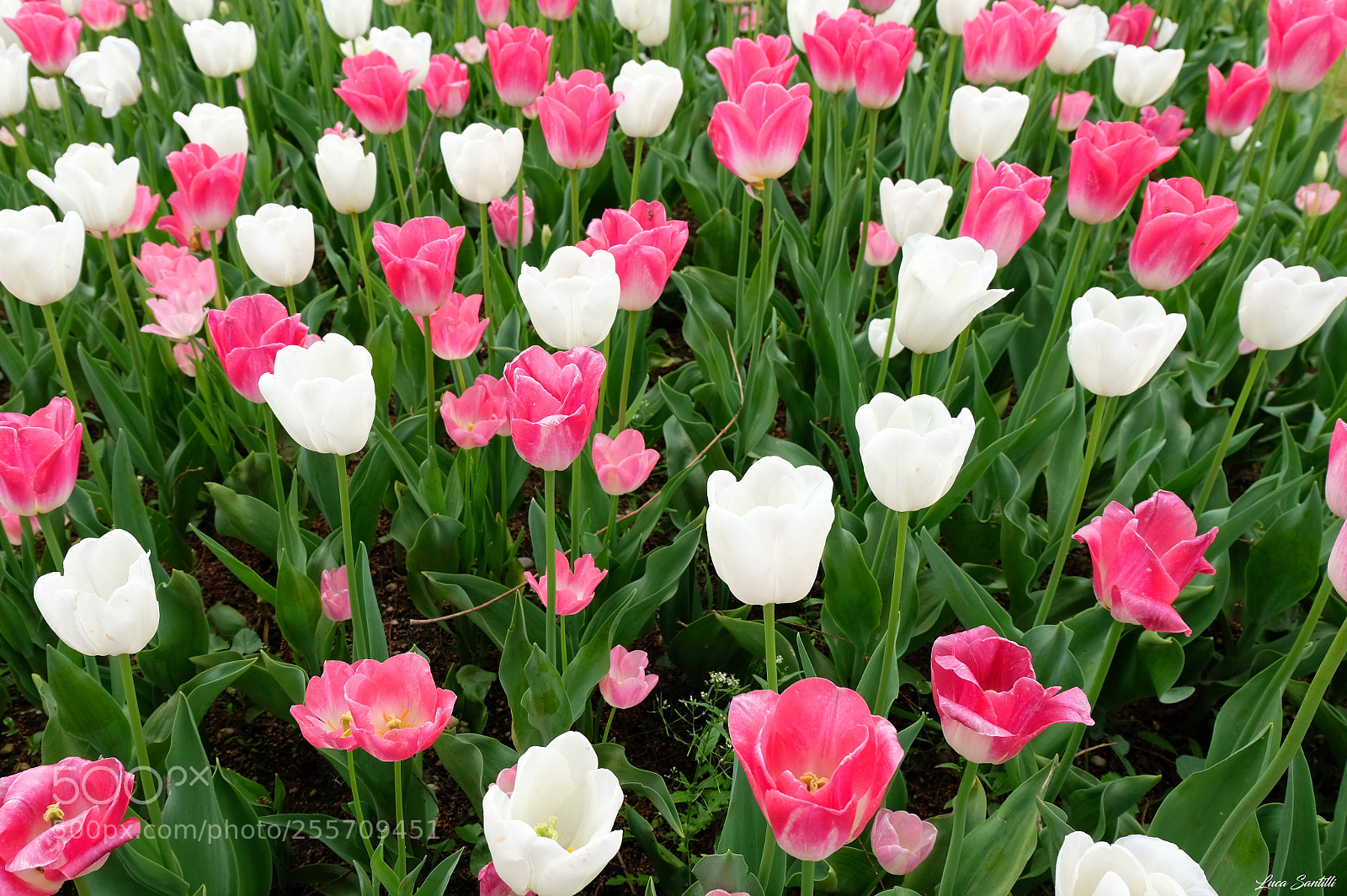 Fujifilm X-T20 sample photo. Tulipani photography