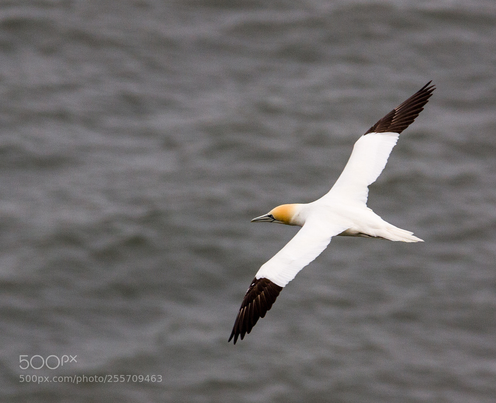 Canon EOS 450D (EOS Rebel XSi / EOS Kiss X2) sample photo. Gannet 3 photography