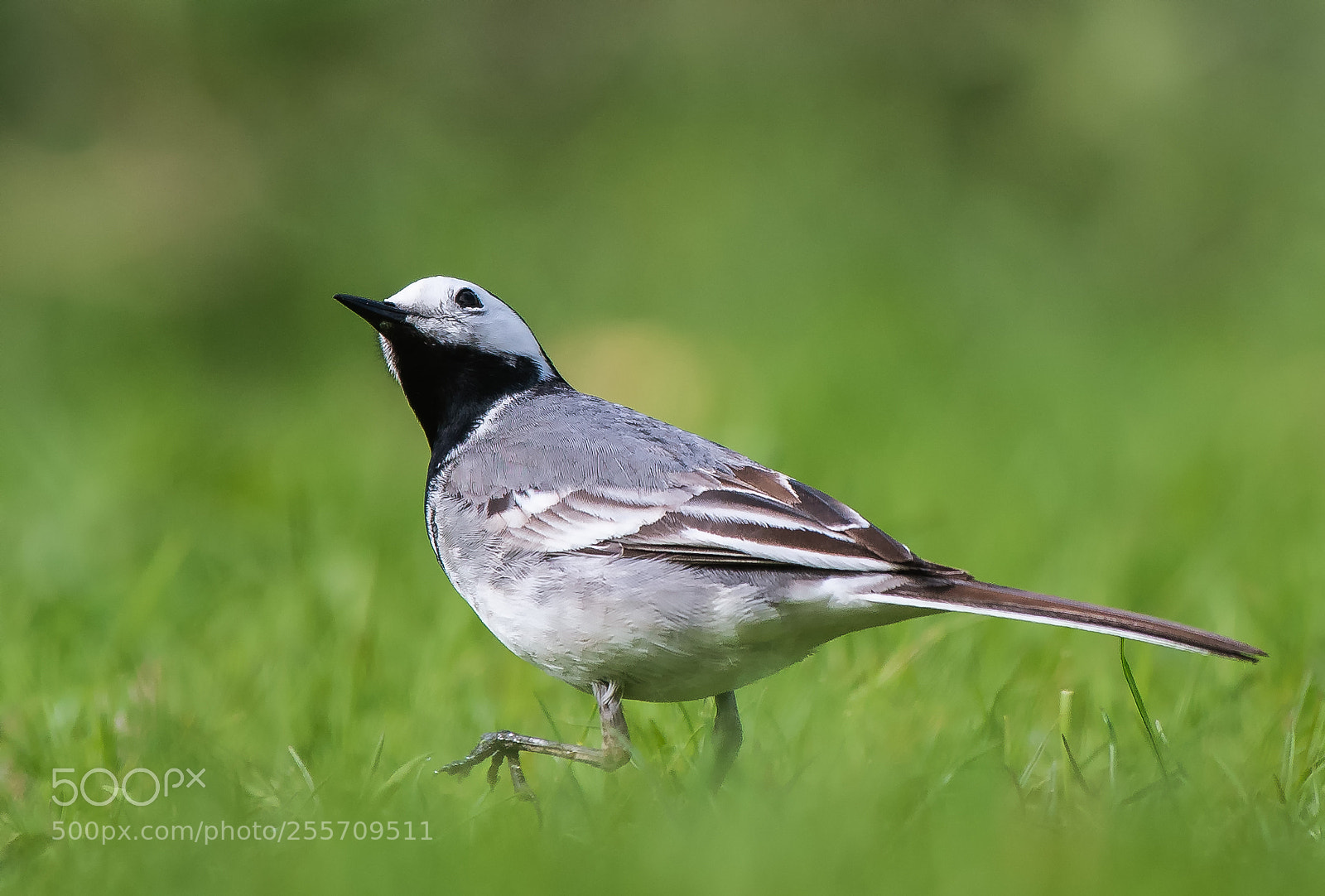 Nikon D500 sample photo. White wagtail photography