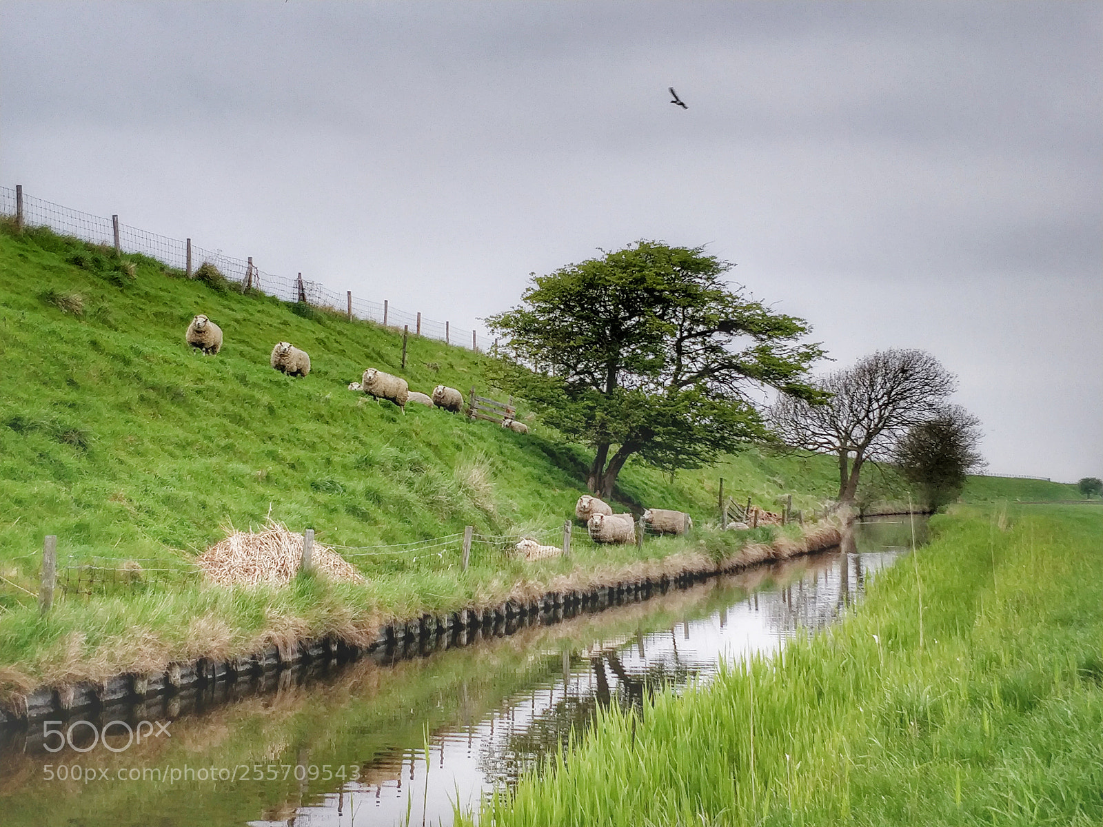 OnePlus 5T sample photo. Sheeps along the dike photography