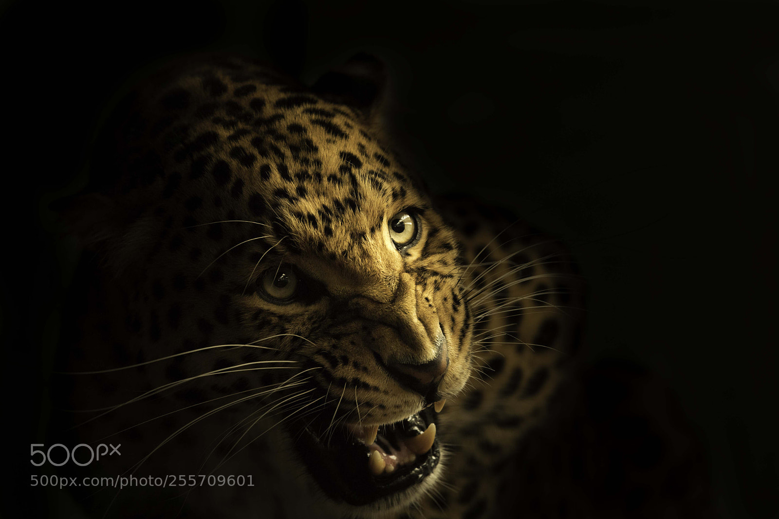 Nikon D5 sample photo. North chinese leopard photography