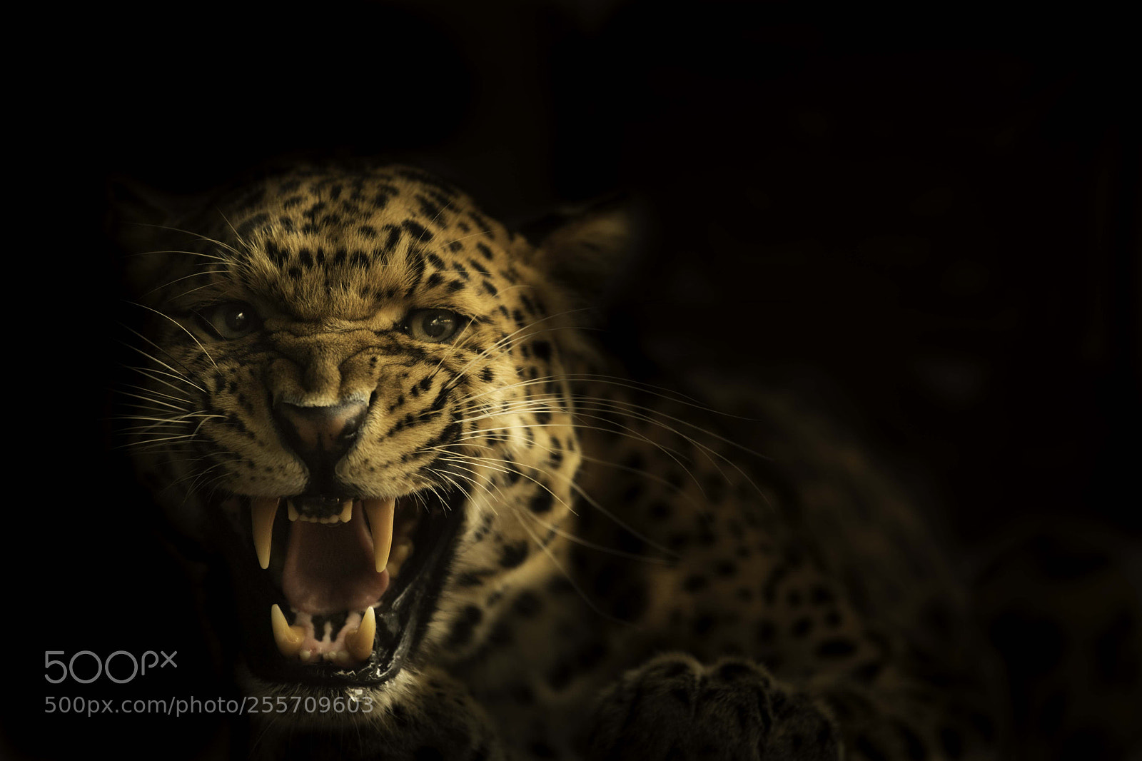 Nikon D5 sample photo. North chinese leopard photography