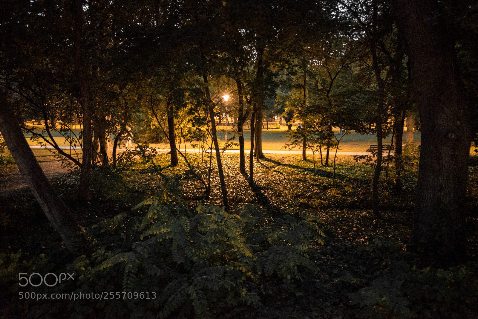 Fujifilm X-T2 sample photo. At night with trees photography