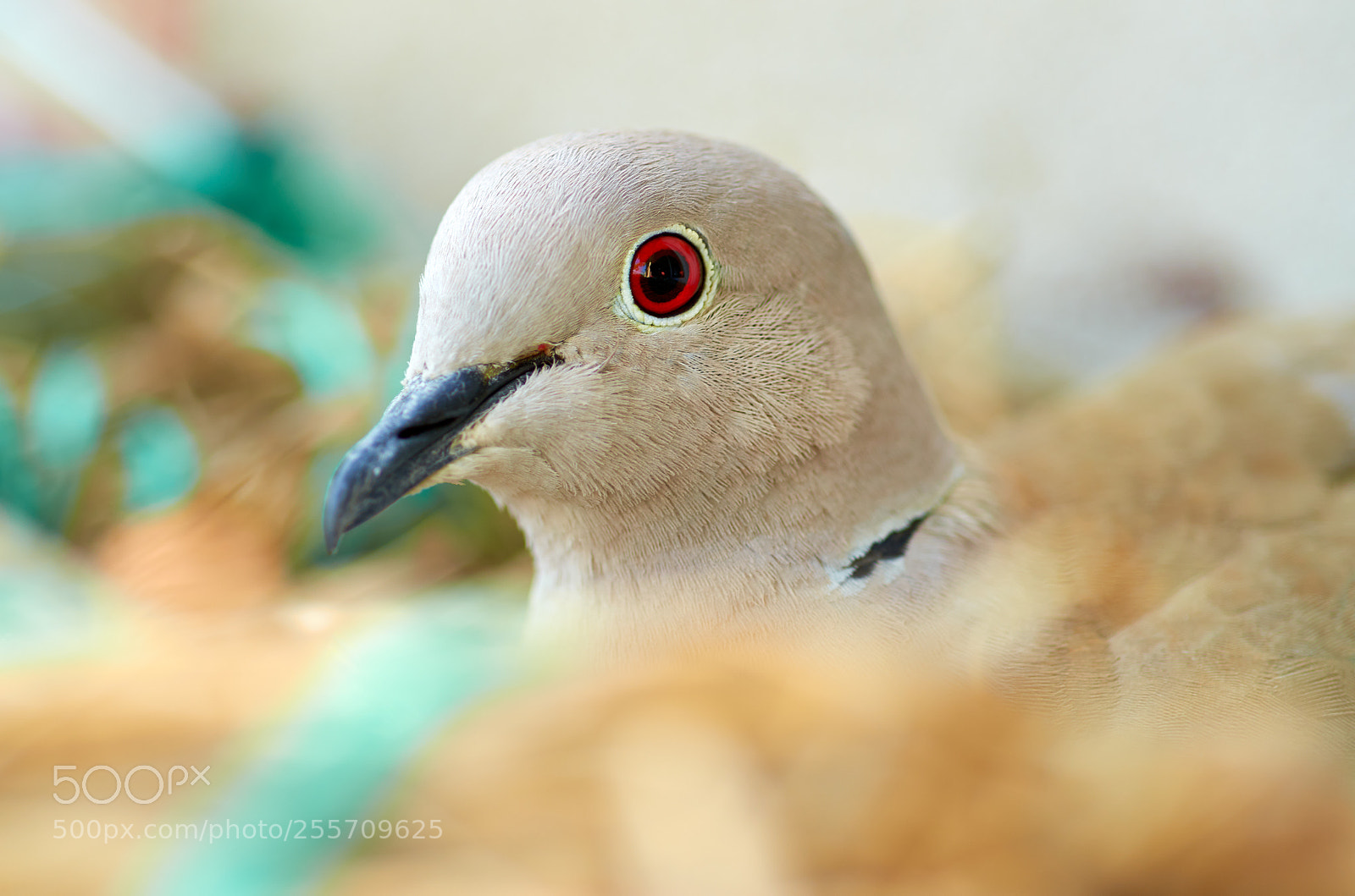 Nikon D7000 sample photo. Collared dove photography