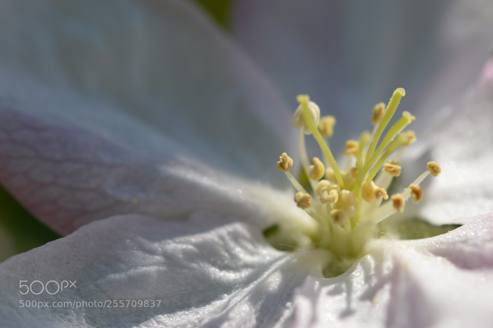 Nikon D3200 sample photo. Apple blossom  photography