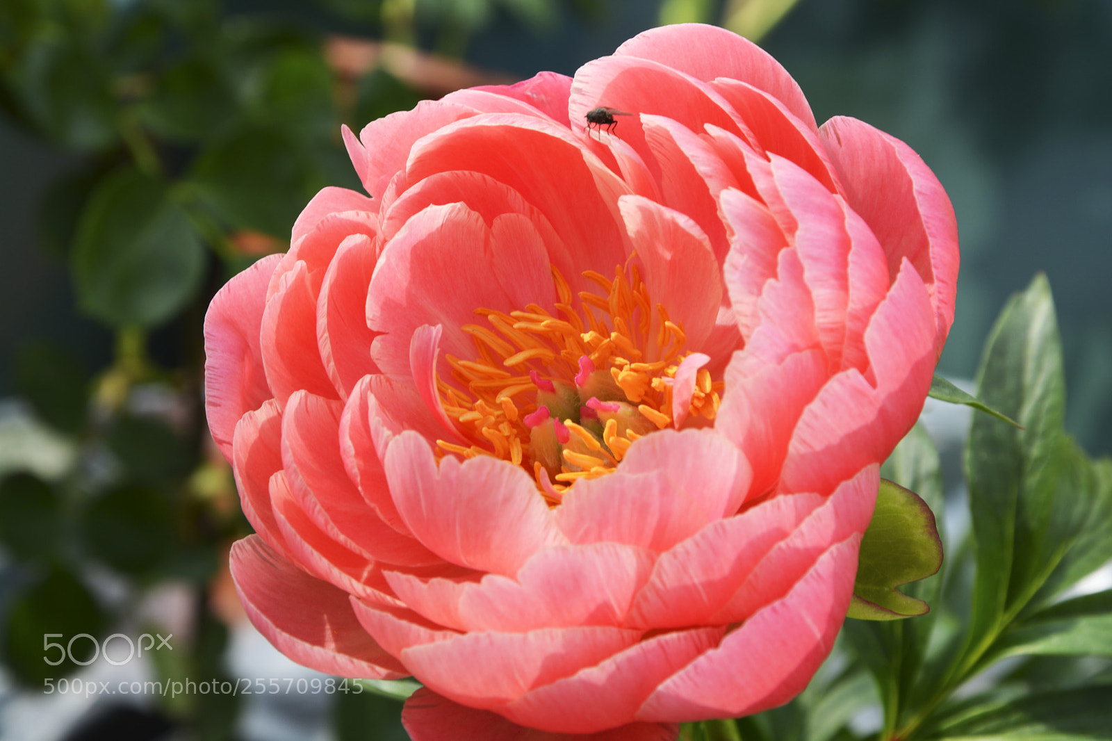 Nikon D5200 sample photo. L'intrusa photography