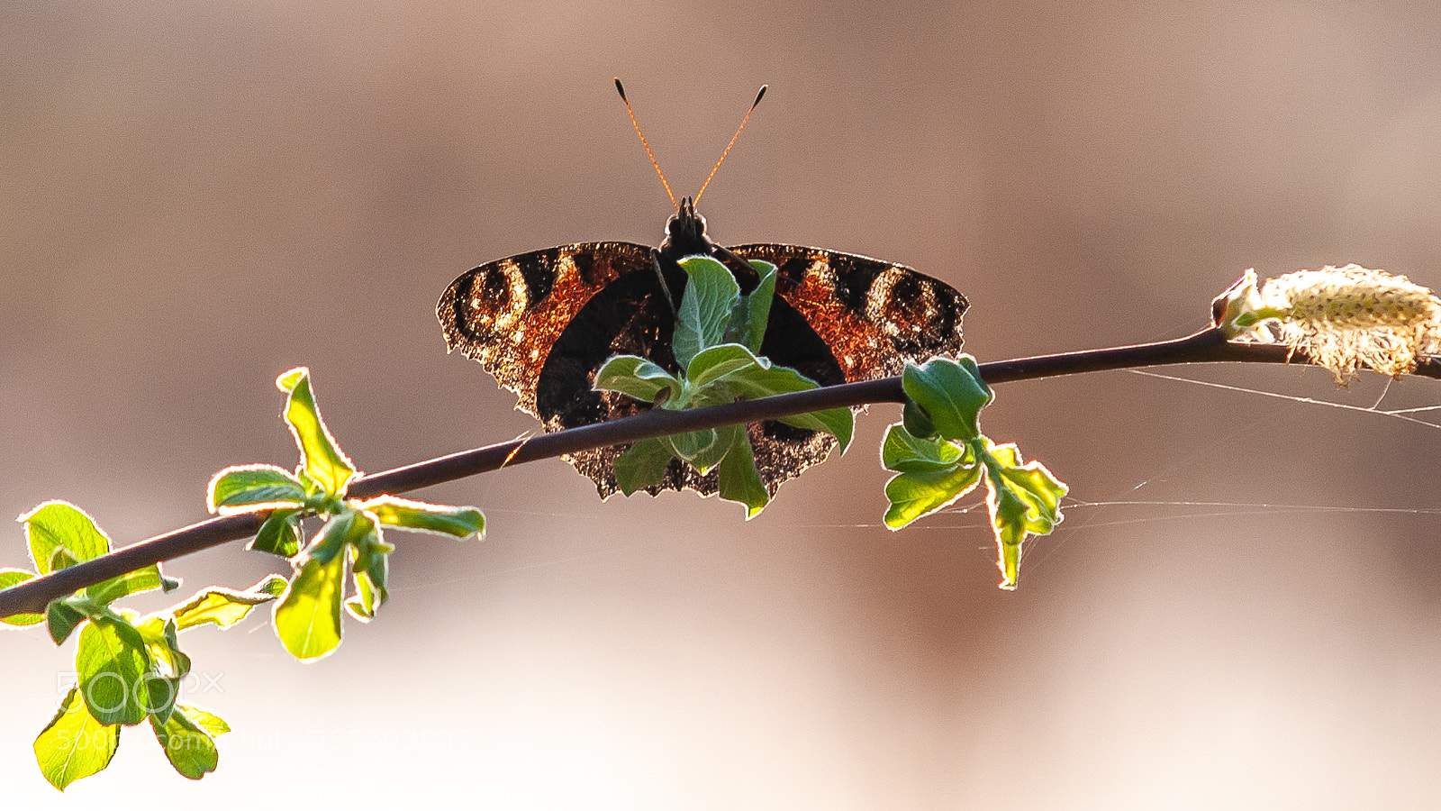 Nikon D300S sample photo. Butterfly photography