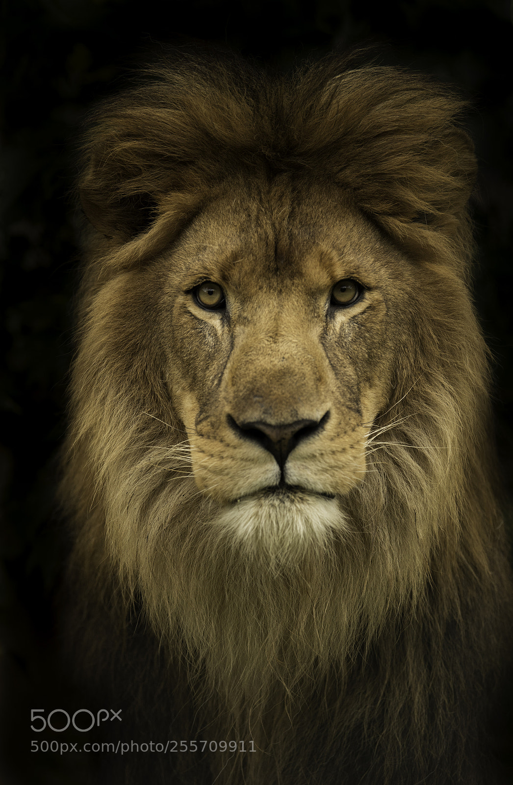 Nikon D5 sample photo. Lion photography