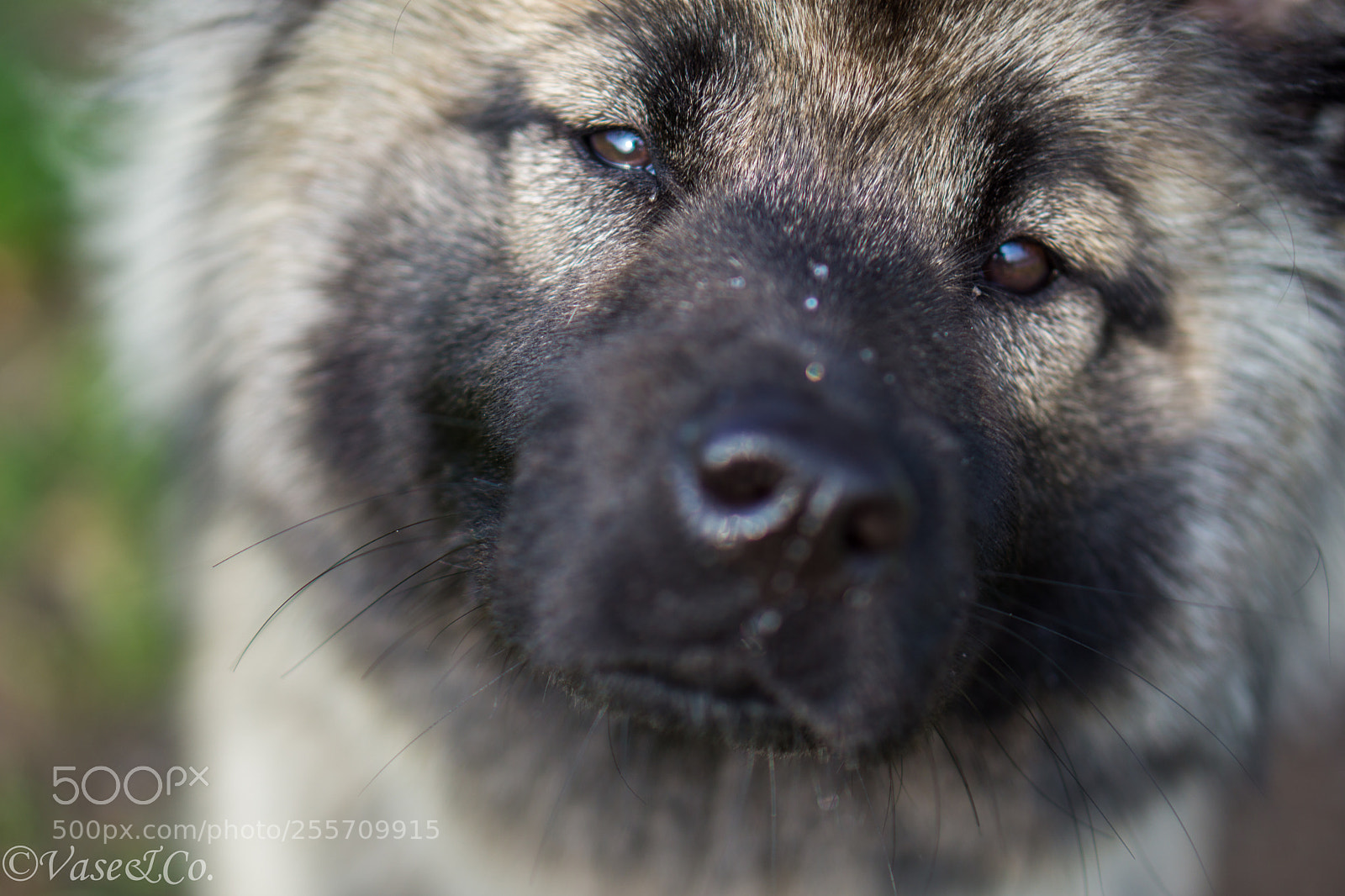 Sony a6000 sample photo. Doggy photography