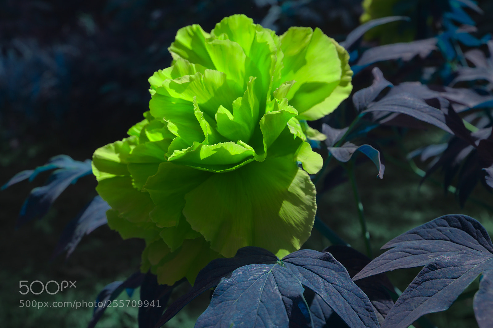 Fujifilm X100F sample photo. Peonies photography