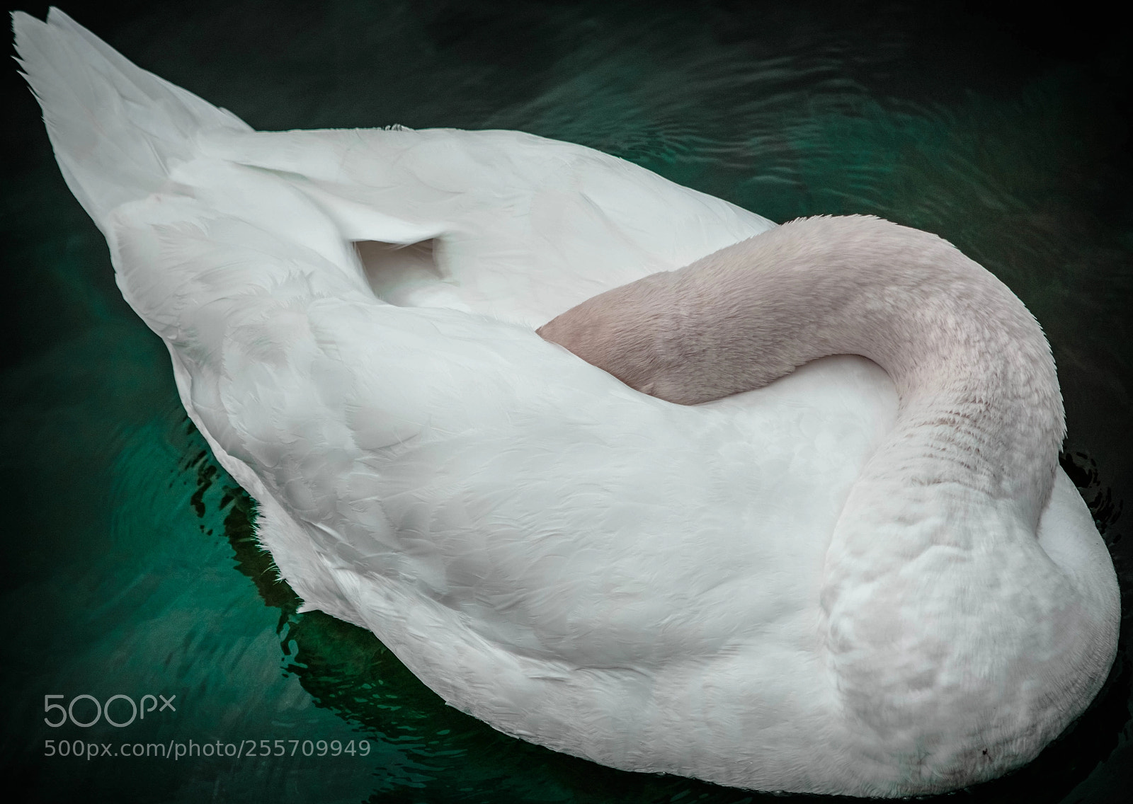 Nikon D7100 sample photo. Swan hide and seek photography