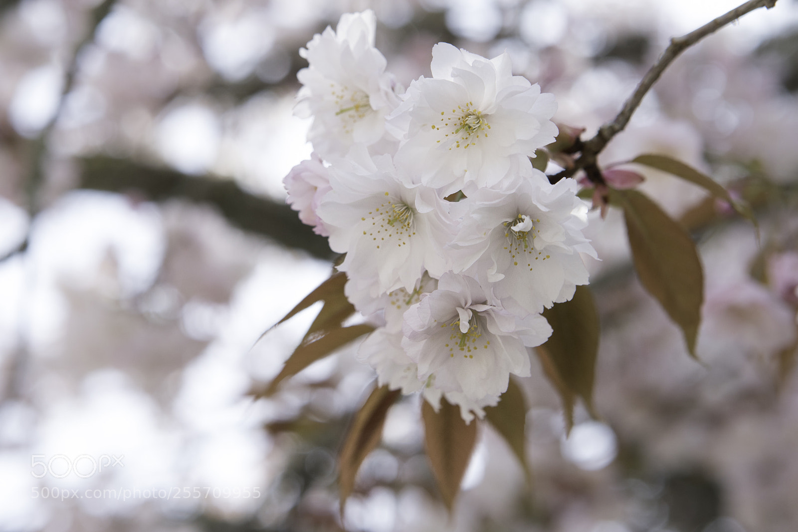Canon EOS 6D Mark II sample photo. Blossom photography