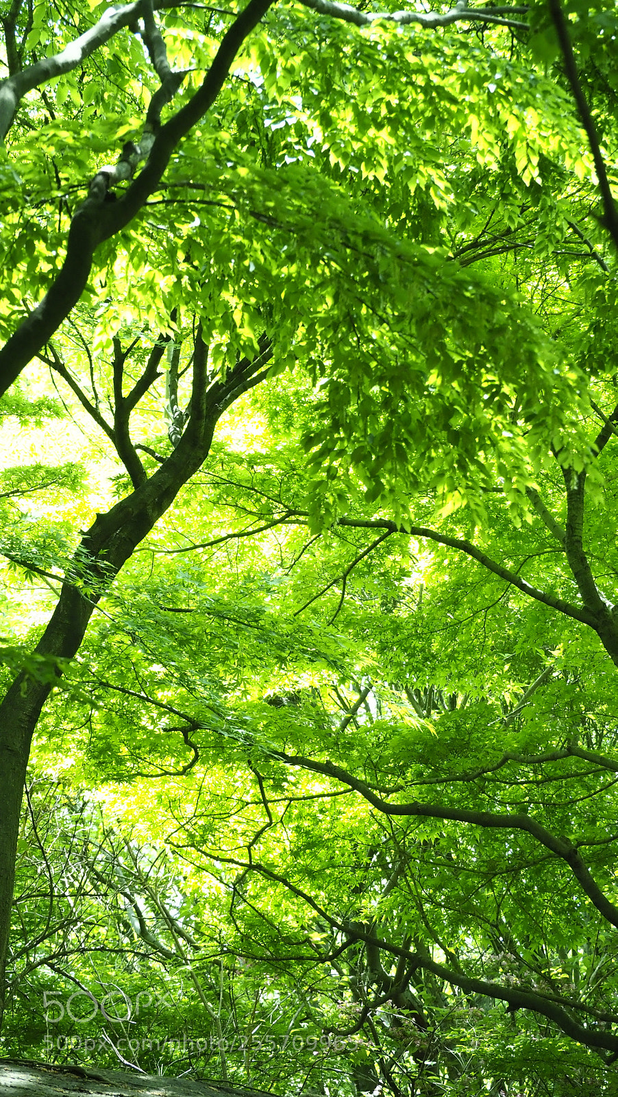 Olympus OM-D E-M1 Mark II sample photo. Fresh verdure photography