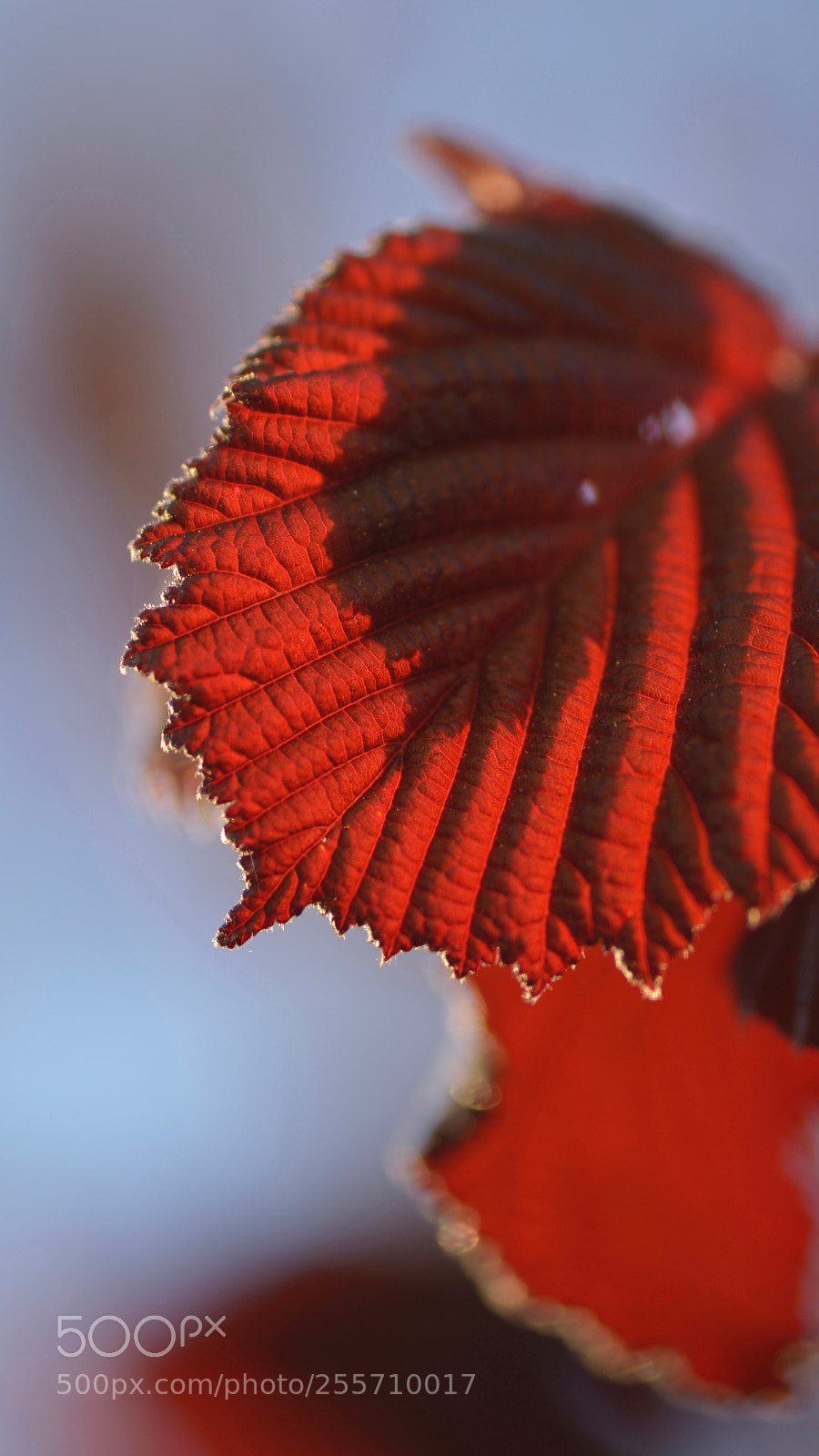 Nikon D800 sample photo. Ombre et lumière
 photography