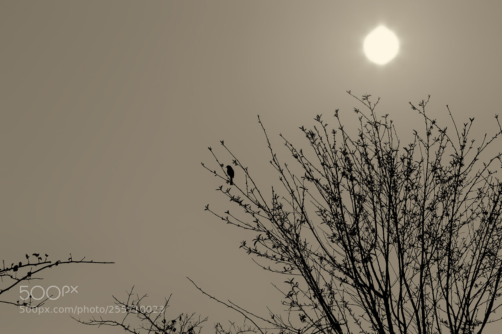 Canon EOS 6D Mark II sample photo. Untitled photography
