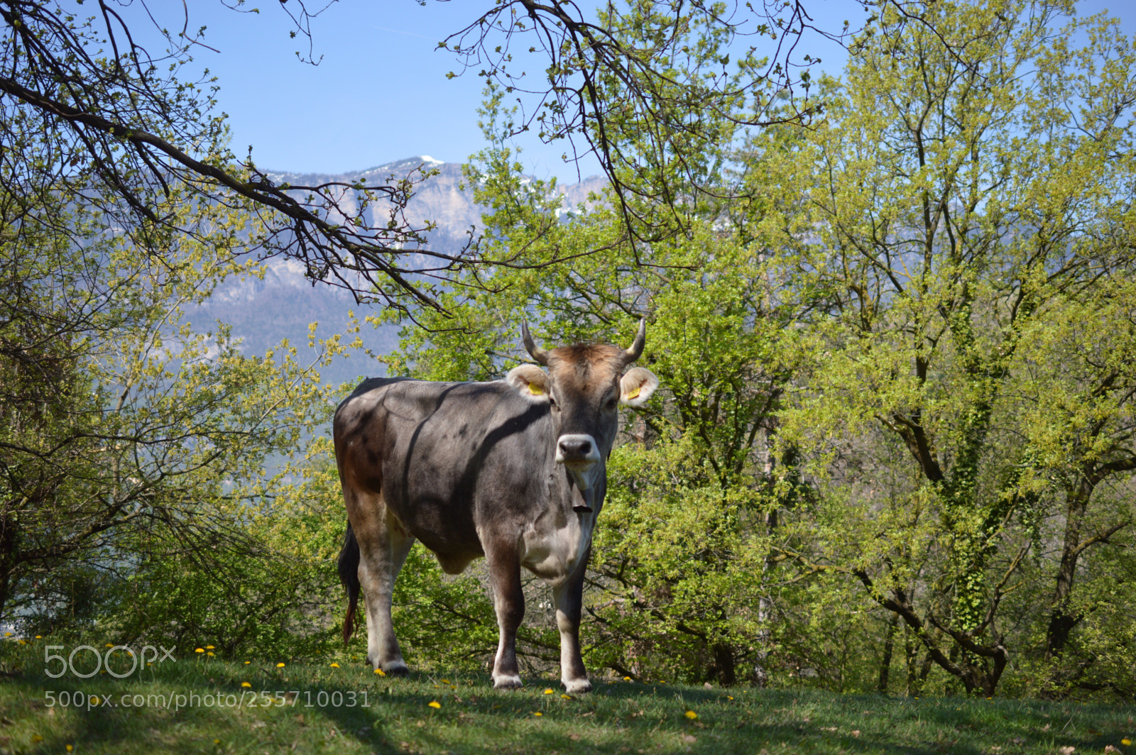 Nikon D3200 sample photo. My first cow pic photography