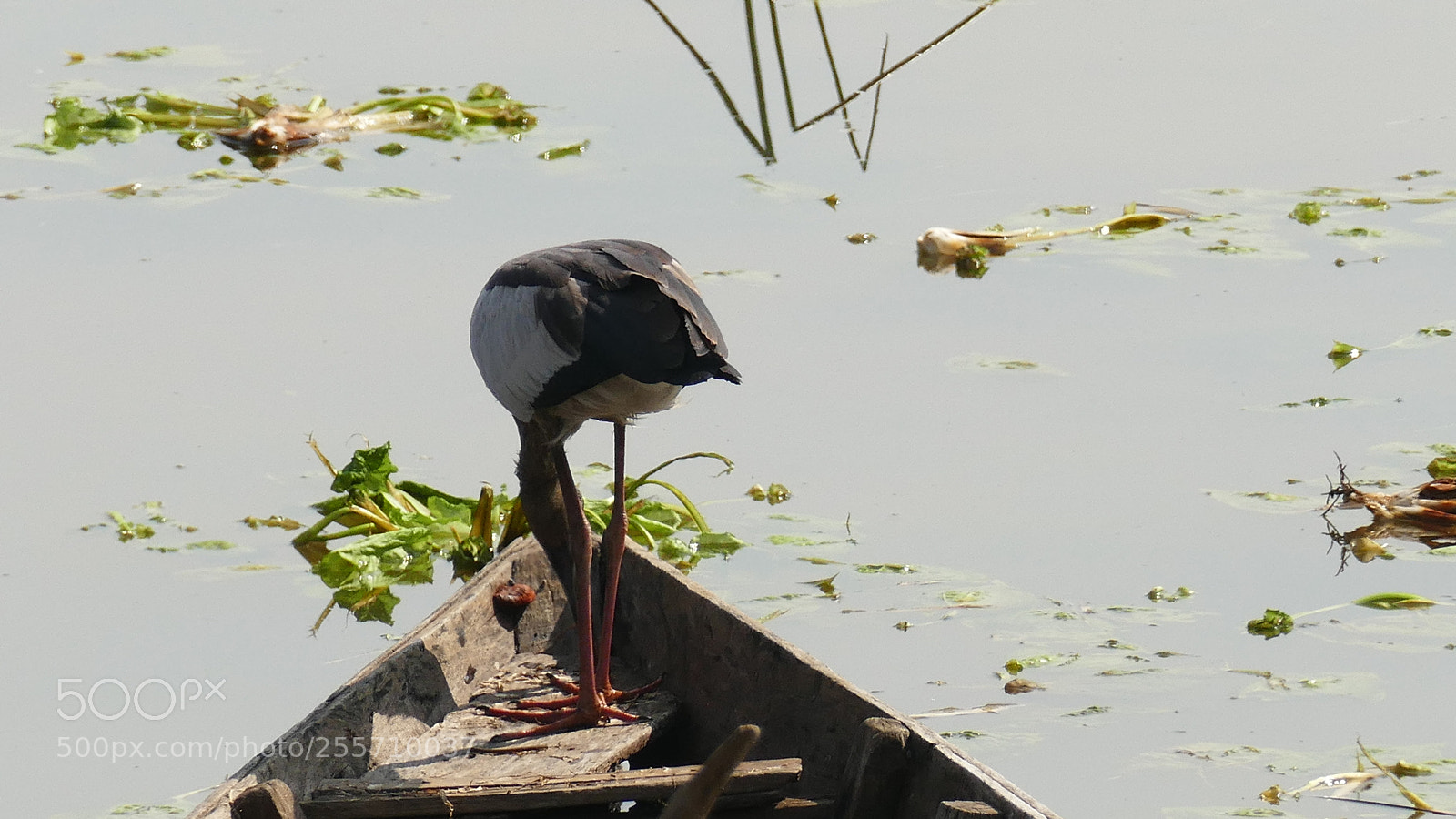 Panasonic Lumix DMC-FZ1000 sample photo. Birds of tadoba tiger photography