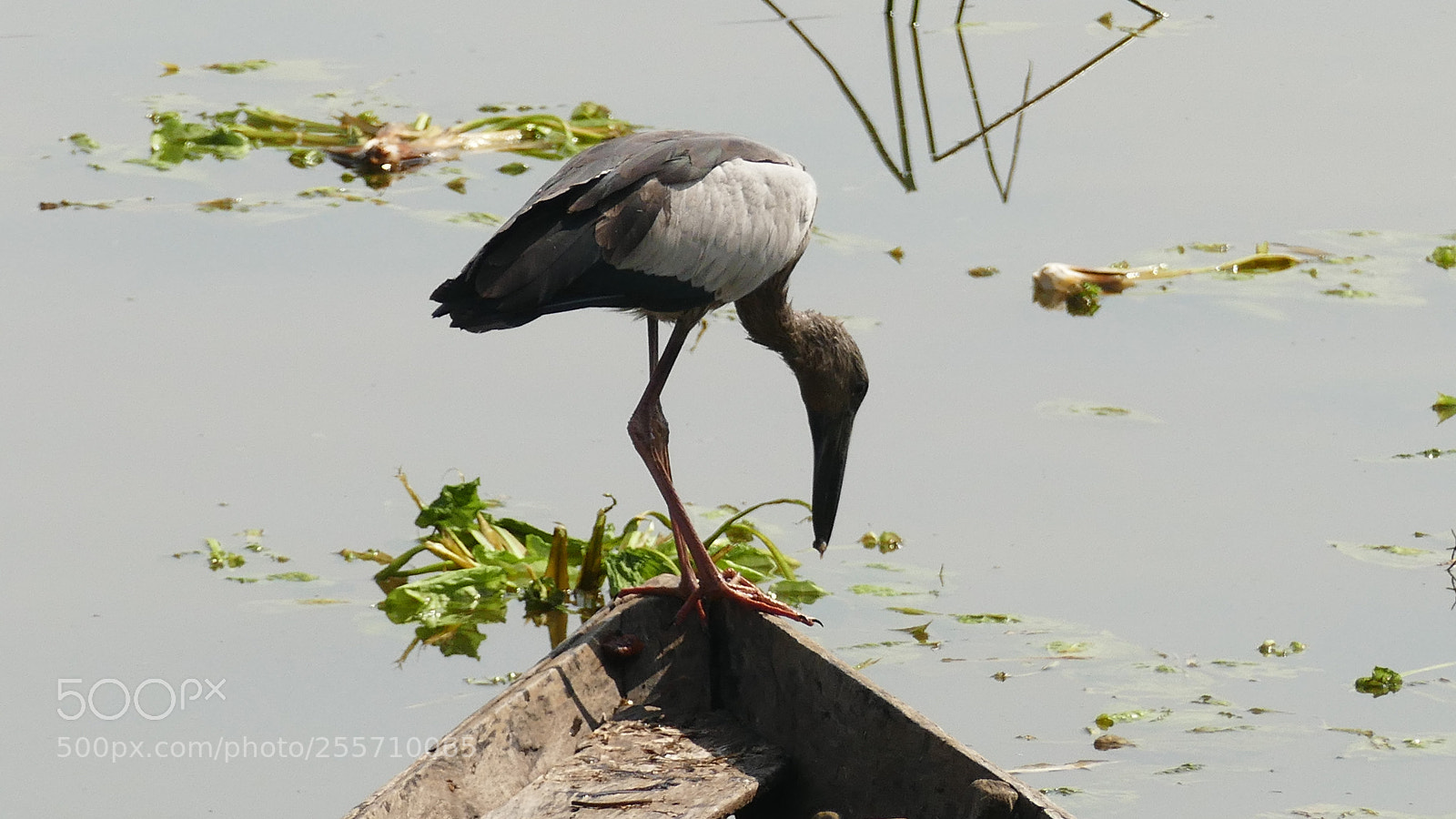 Panasonic Lumix DMC-FZ1000 sample photo. Birds of tadoba tiger photography