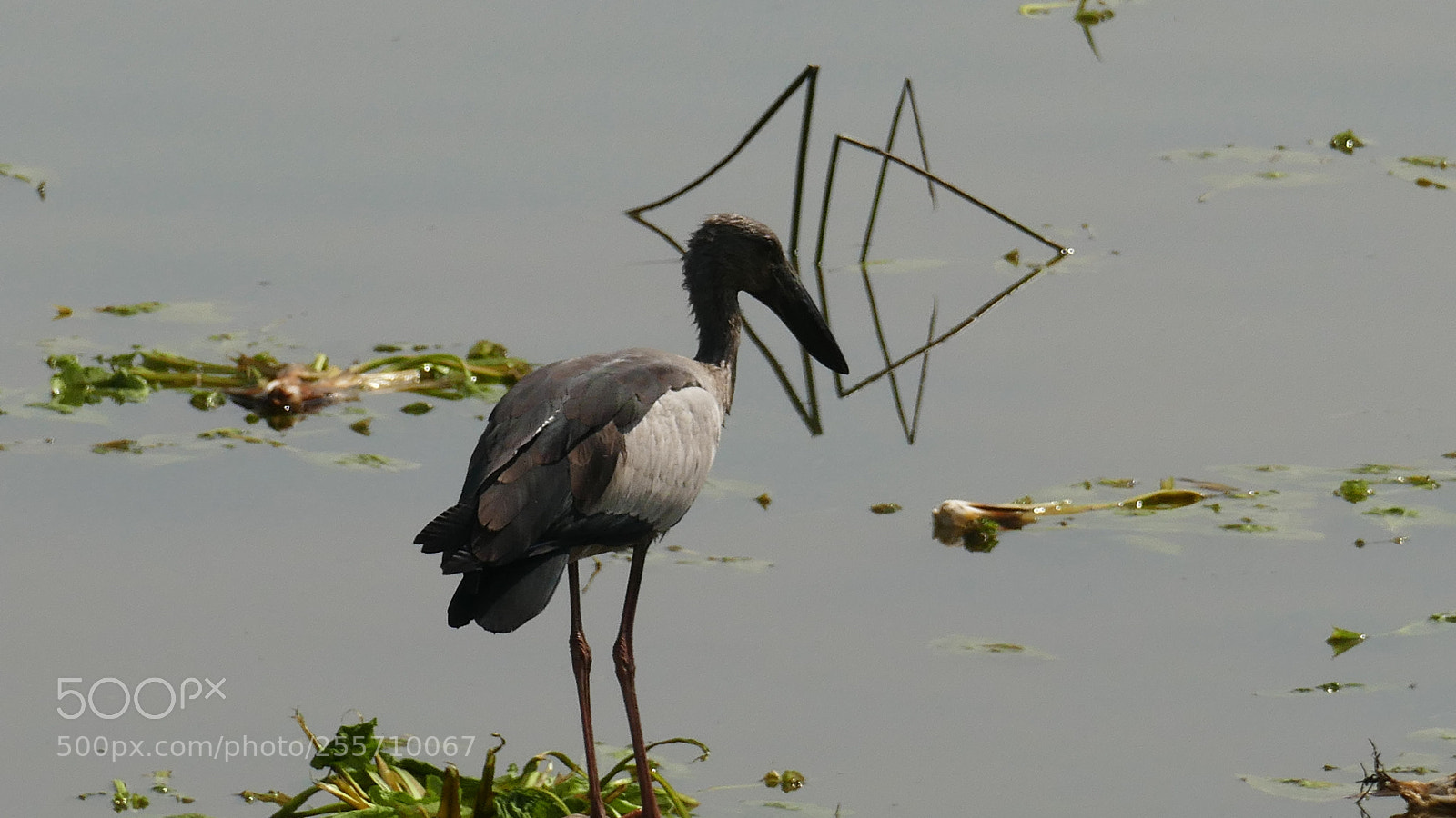 Panasonic Lumix DMC-FZ1000 sample photo. Birds of tadoba tiger photography