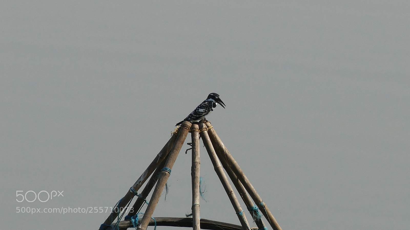 Panasonic Lumix DMC-FZ1000 sample photo. Birds of tadoba tiger photography