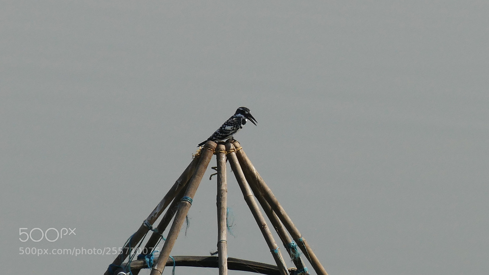 Panasonic Lumix DMC-FZ1000 sample photo. Birds of tadoba tiger photography