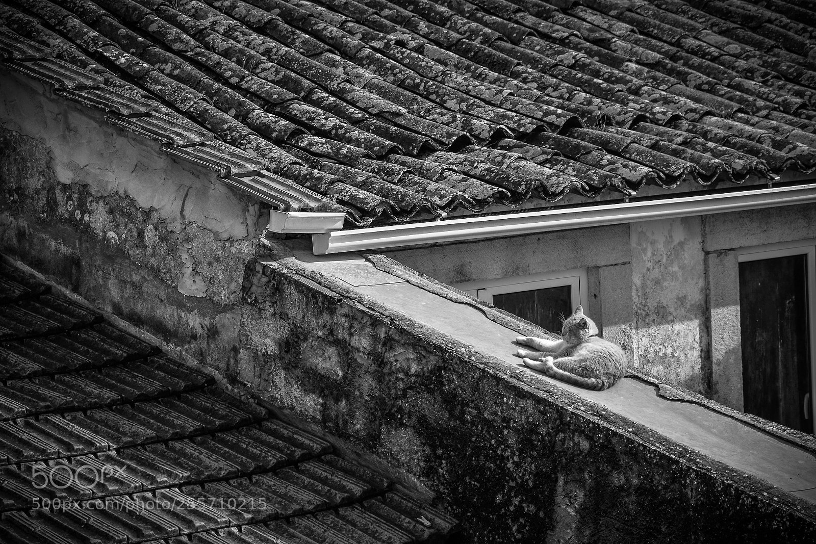 Nikon D7100 sample photo. The cat photography