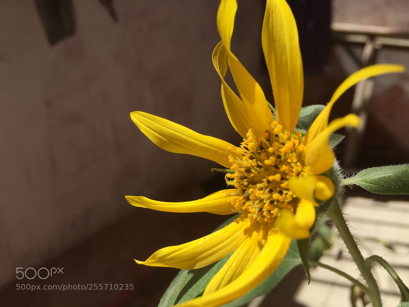Apple iPhone 6s sample photo. Sunflower photography