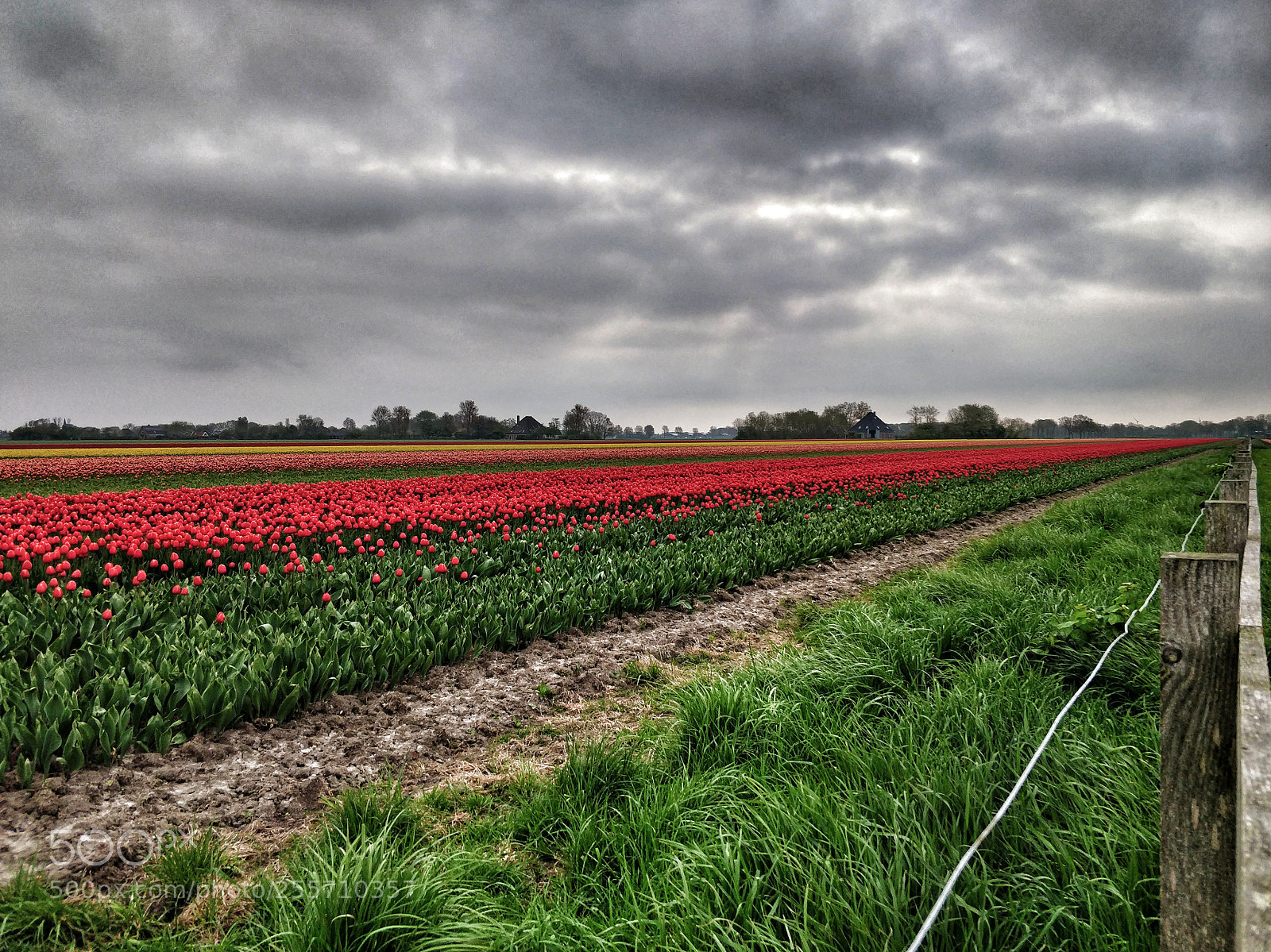 OnePlus 5T sample photo. Tulips in cloudy wether photography