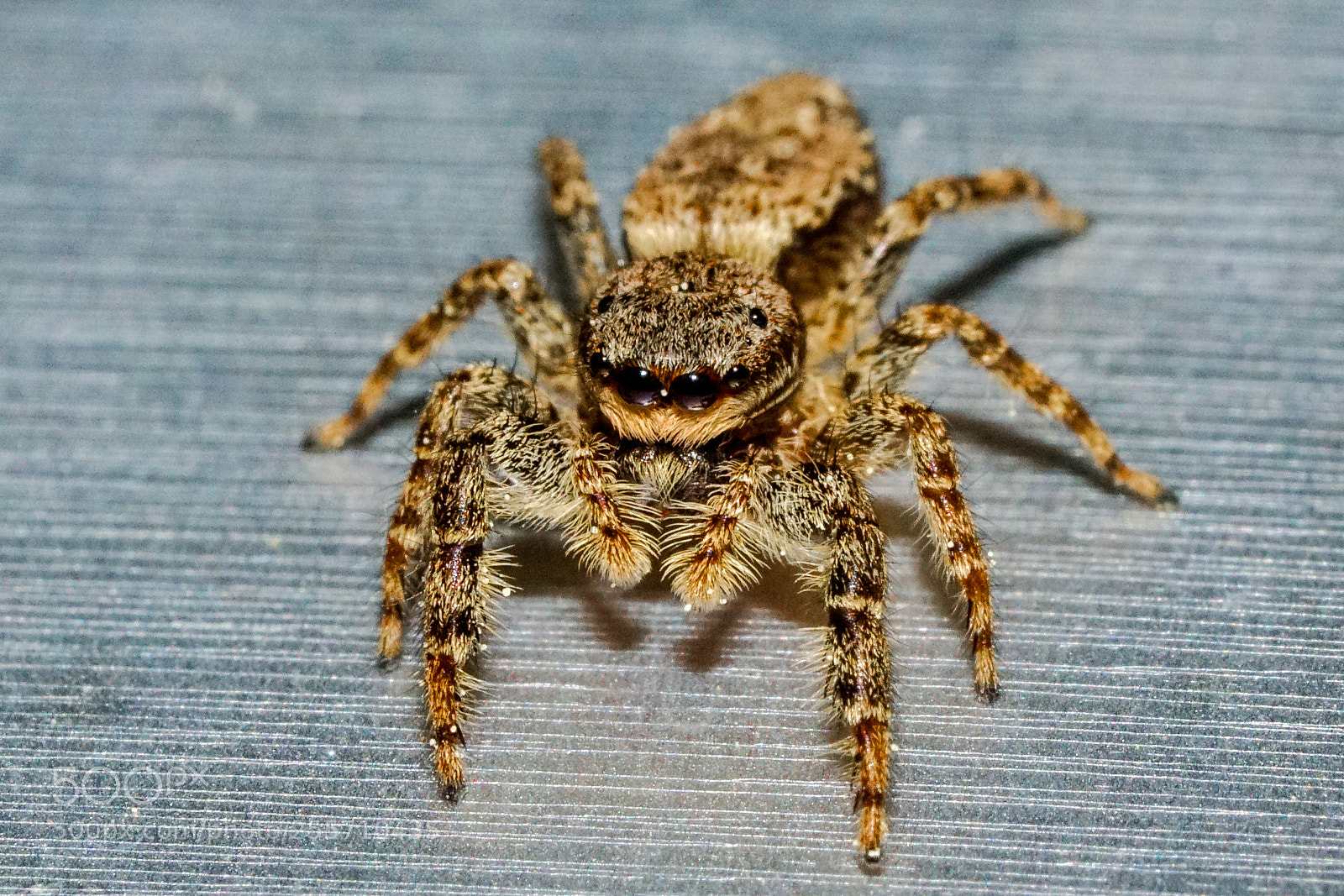 Sony a6000 sample photo. Rindenspringspinne photography
