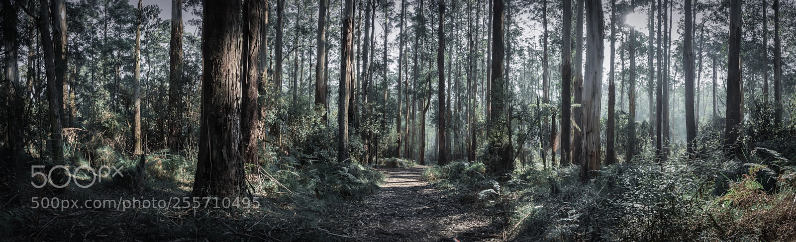 Nikon D5200 sample photo. Sherbrook forest photography