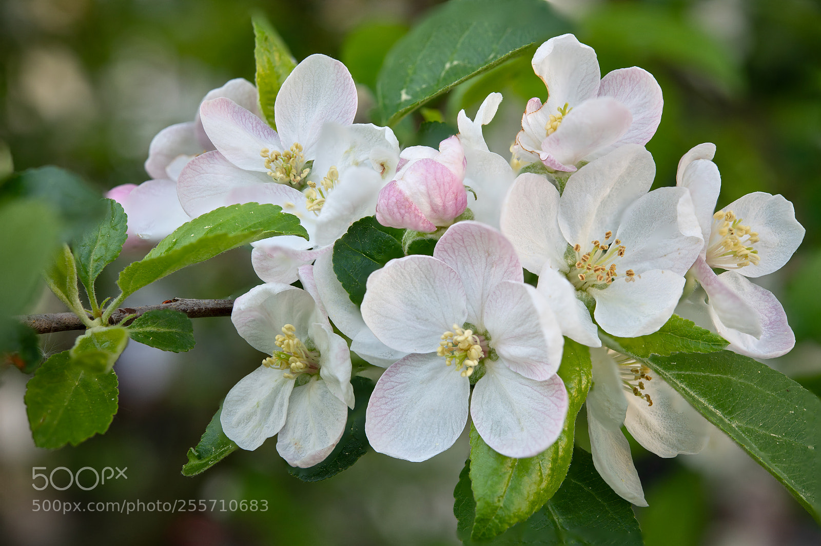 Nikon D850 sample photo. More apples photography