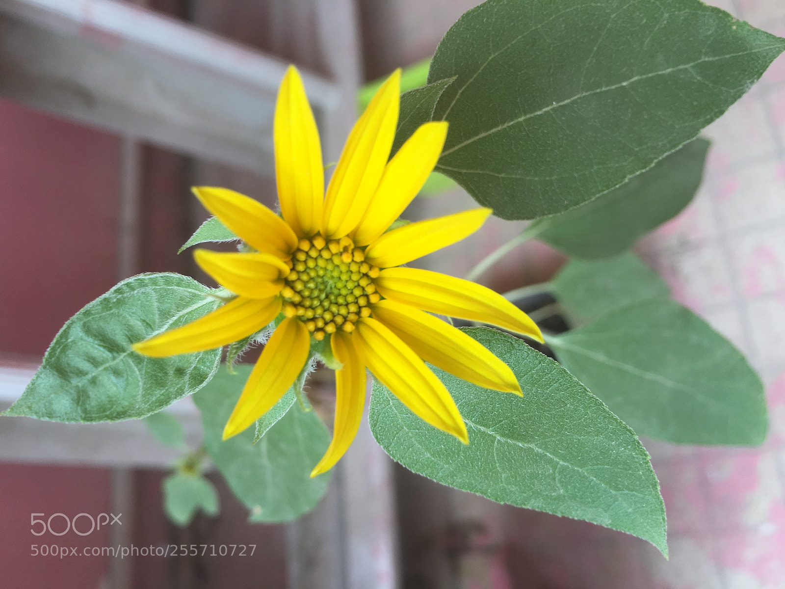 Apple iPhone 6s sample photo. Sunflower photography