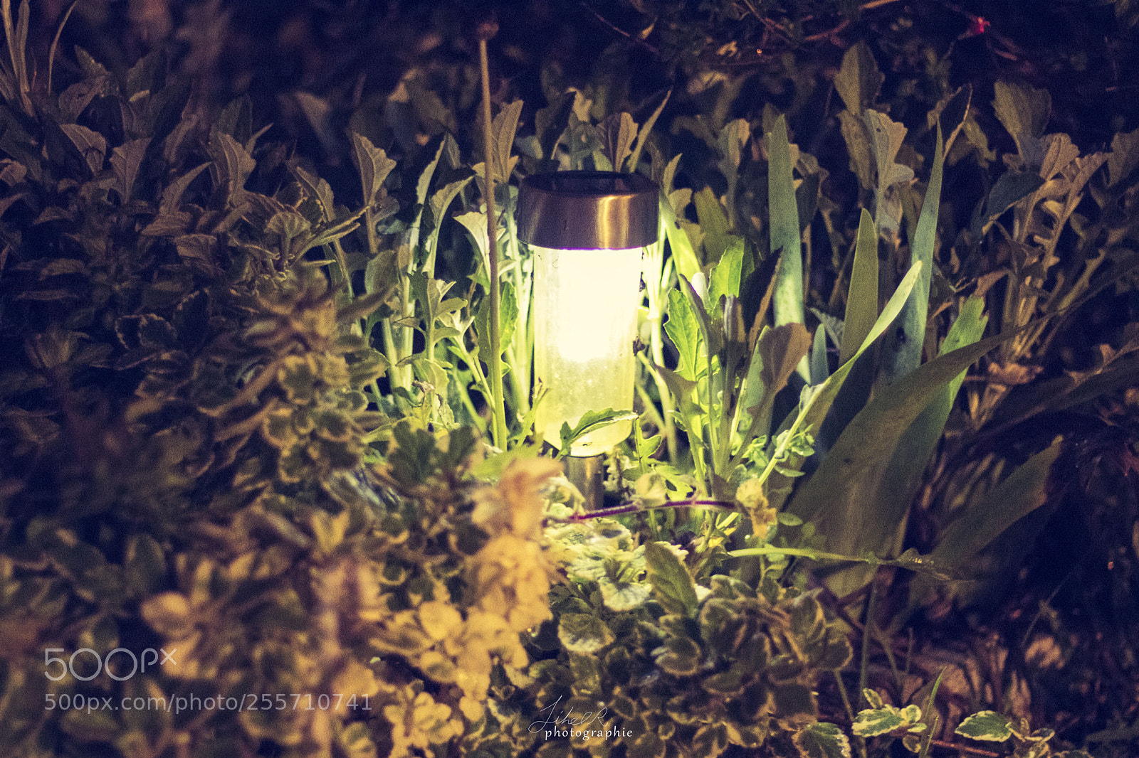 Canon EOS 77D (EOS 9000D / EOS 770D) sample photo. Untitled photography