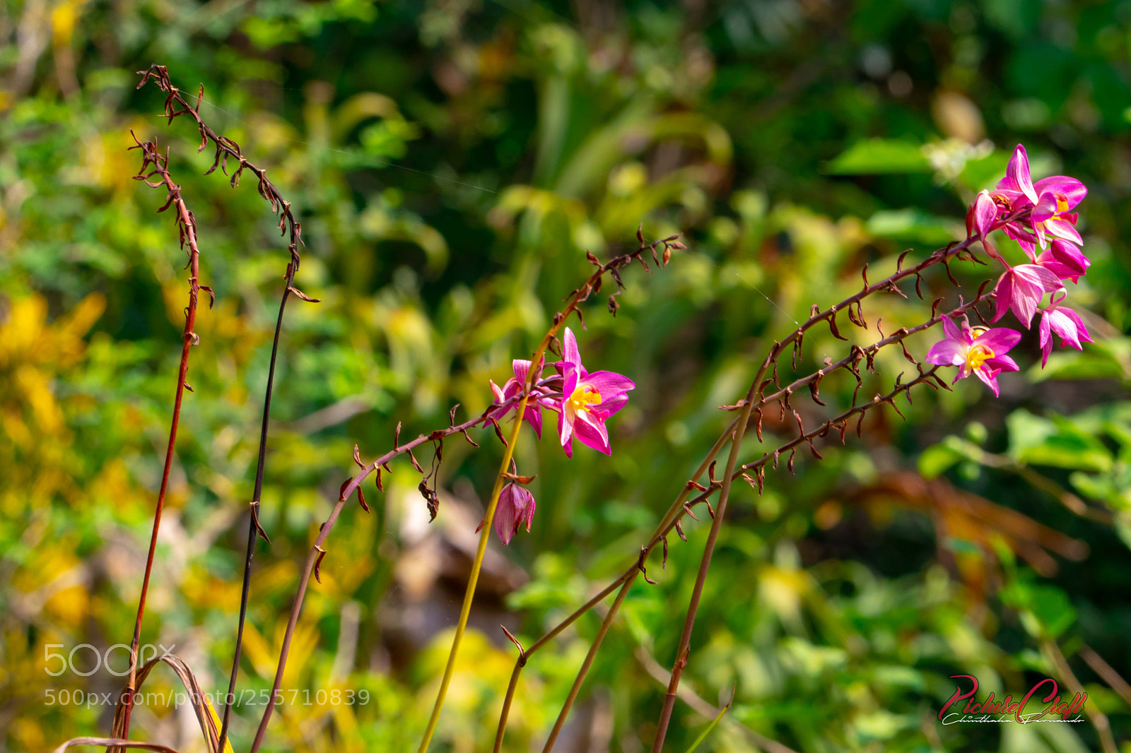Canon EOS 80D sample photo. Img photography