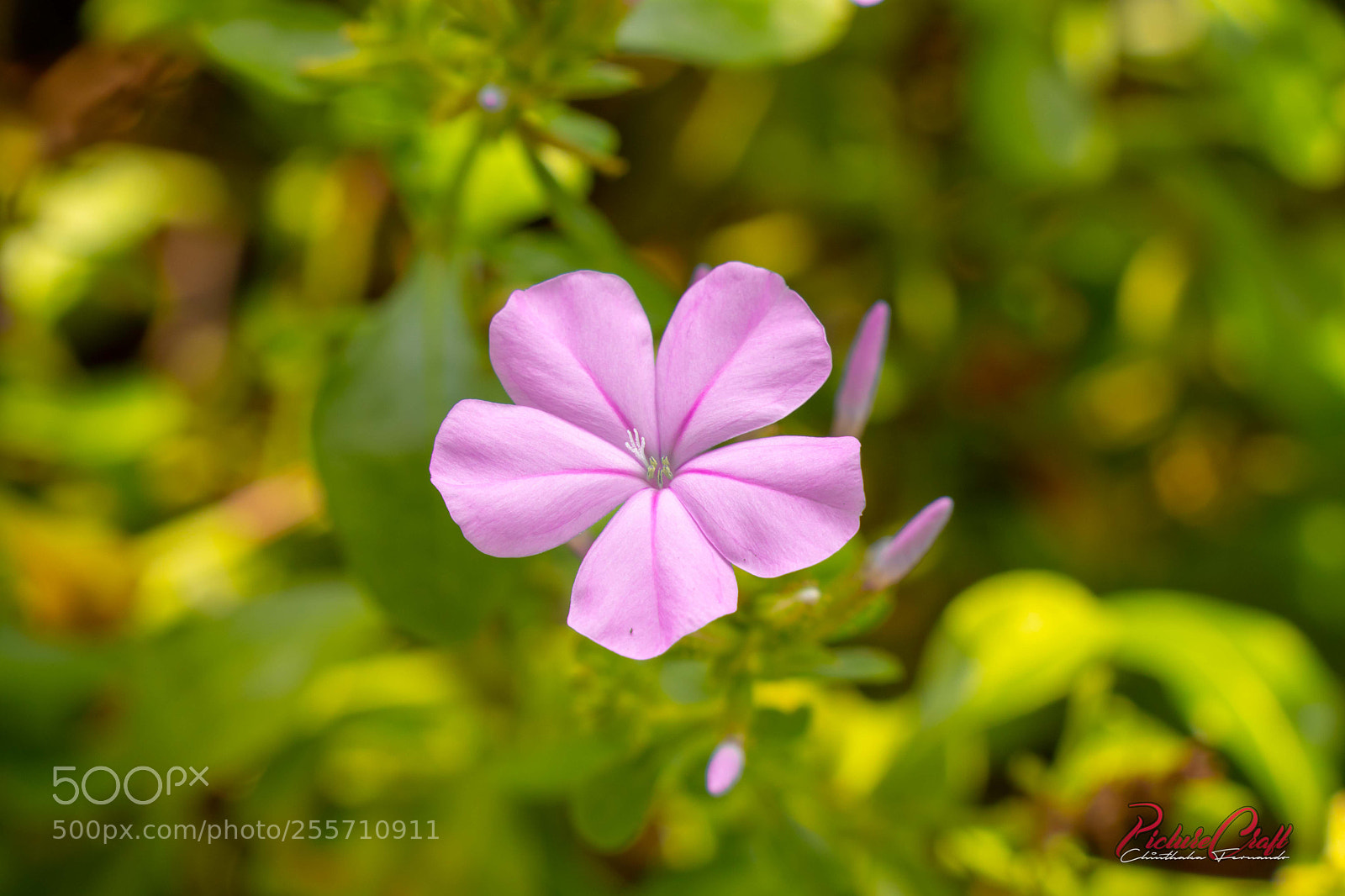 Canon EOS 80D sample photo. Img photography