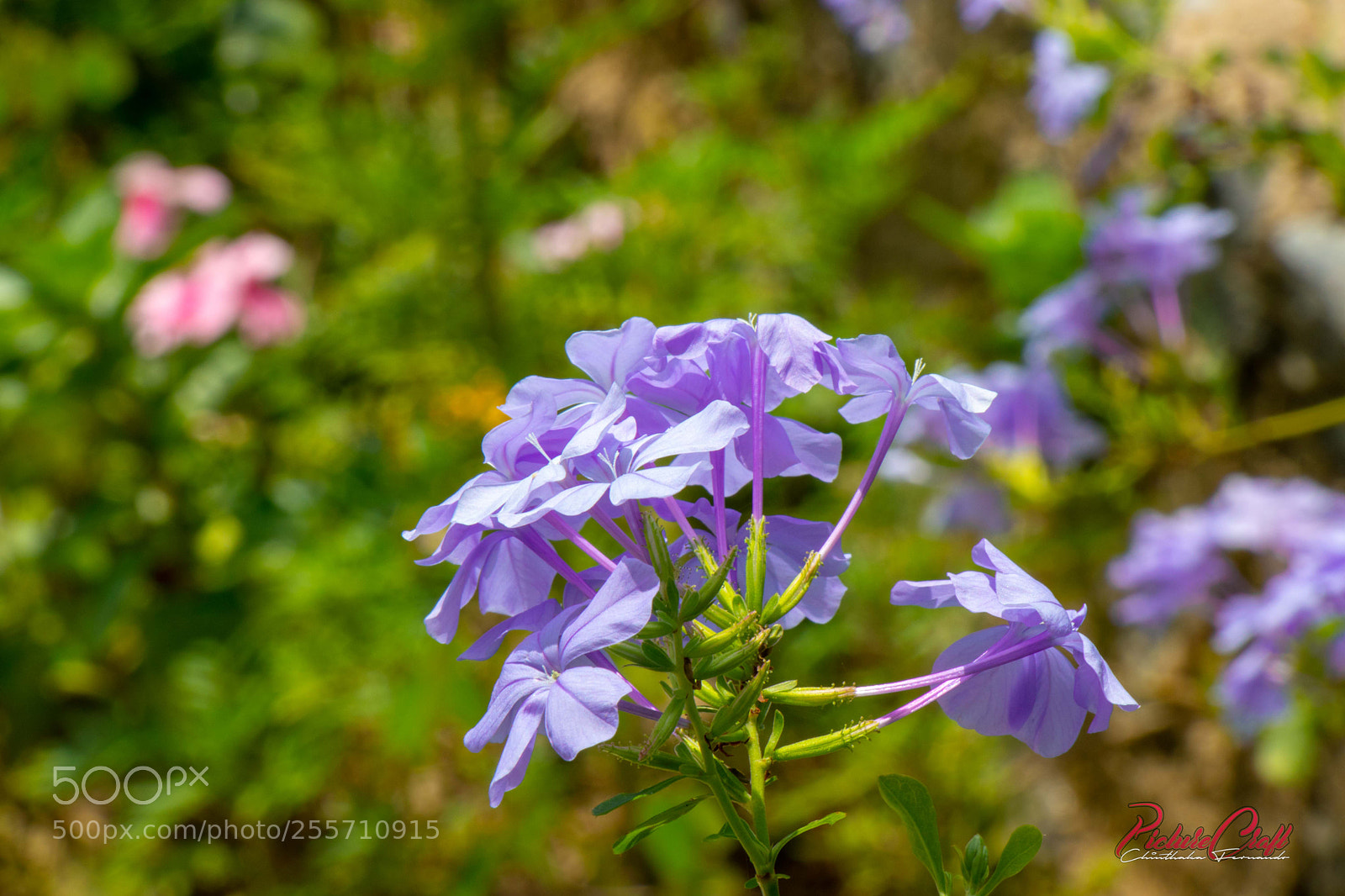 Canon EOS 80D sample photo. Img photography