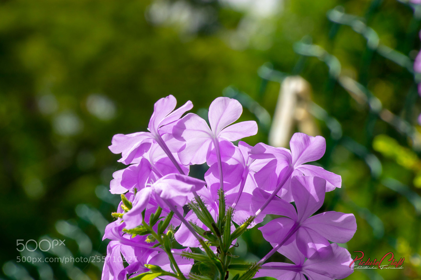 Canon EOS 80D sample photo. Img photography